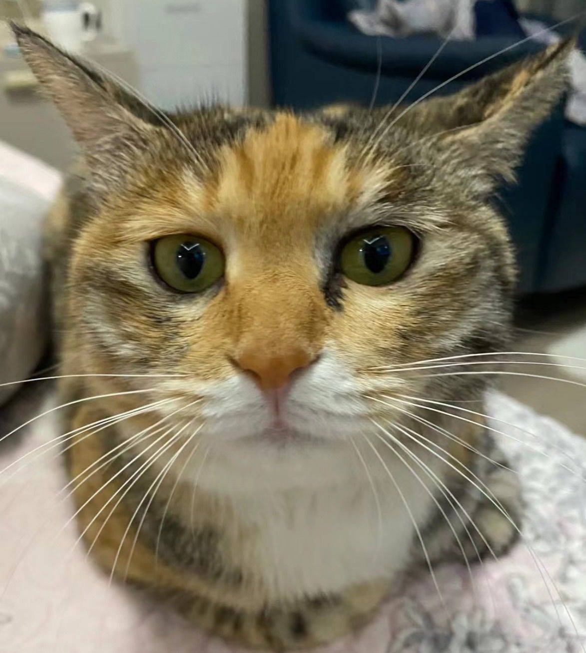 我的小花和大黄，哈哈哈哈 初来乍到  _1