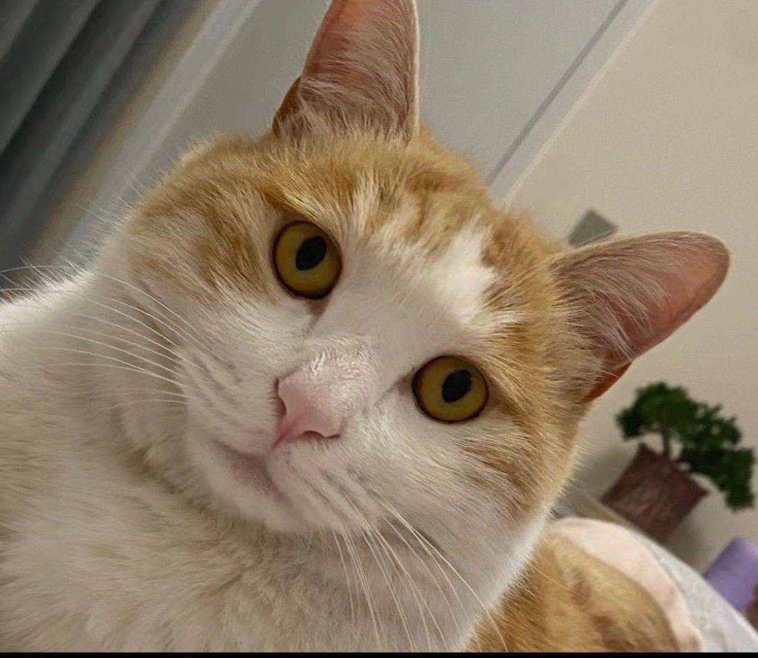 我的小花和大黄，哈哈哈哈 初来乍到  