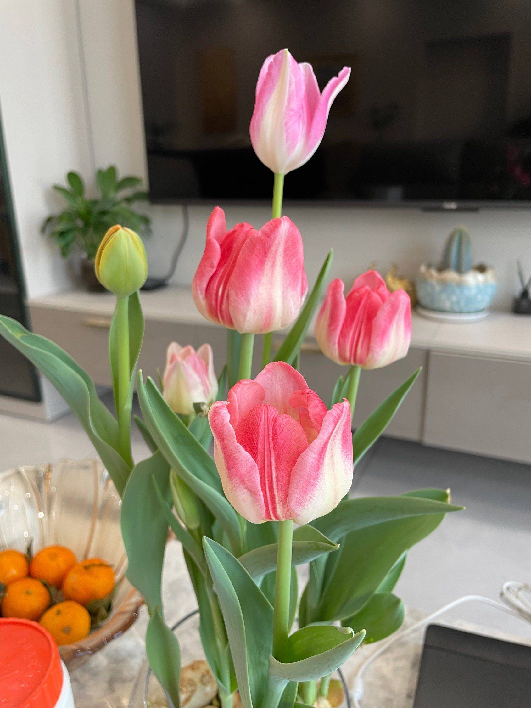 含苞欲放的郁金香_2