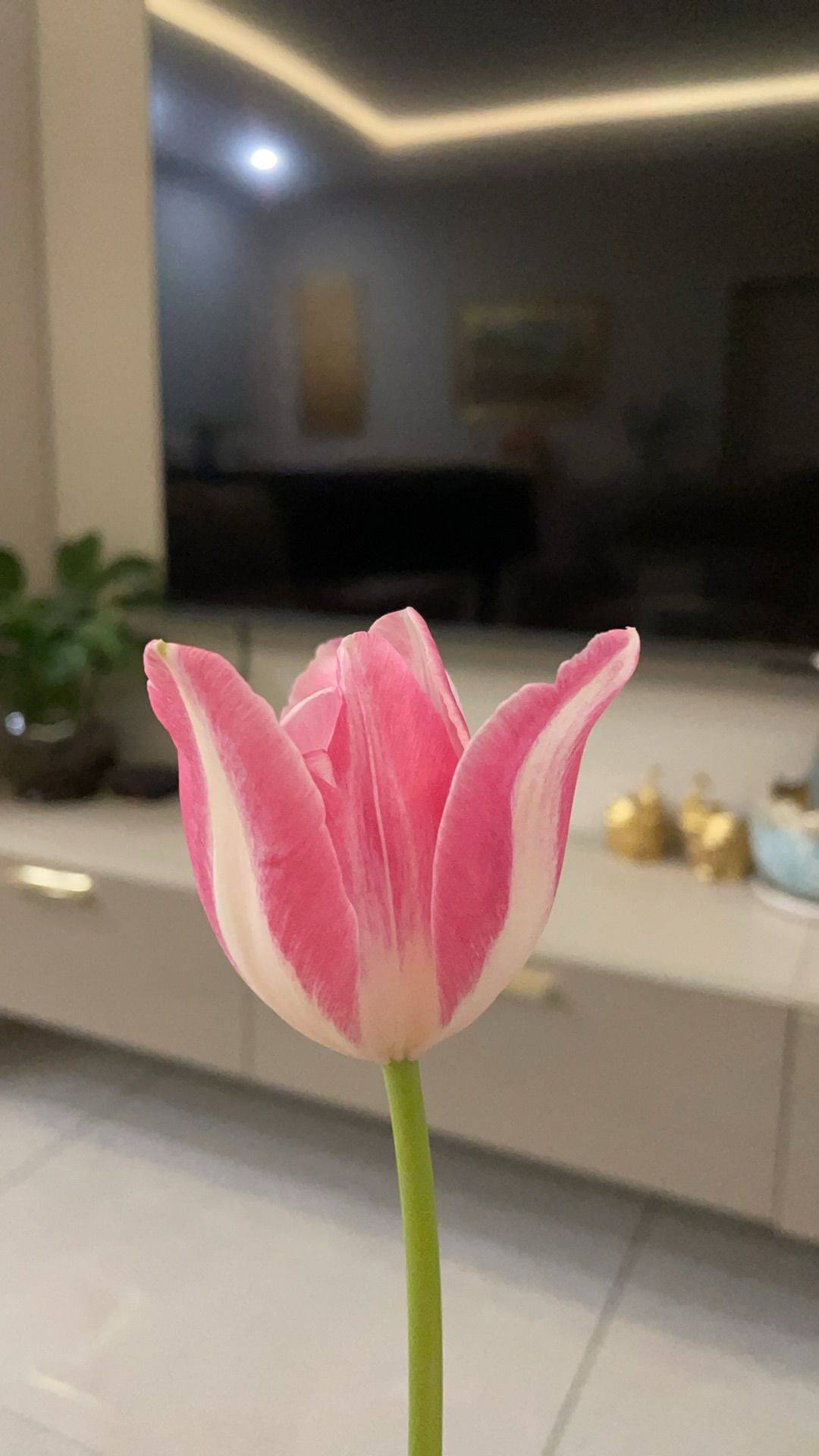 郁金香祈愿  日光轻洒，你静立如诗 花蕾似梦_3