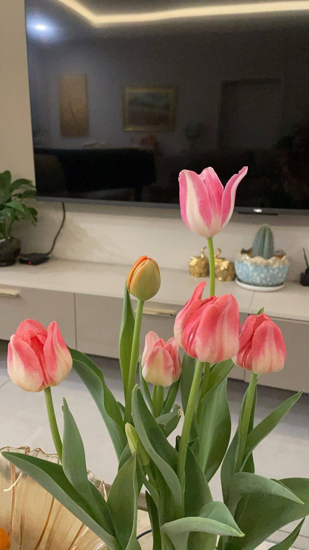 郁金香祈愿  日光轻洒，你静立如诗 花蕾似梦_2