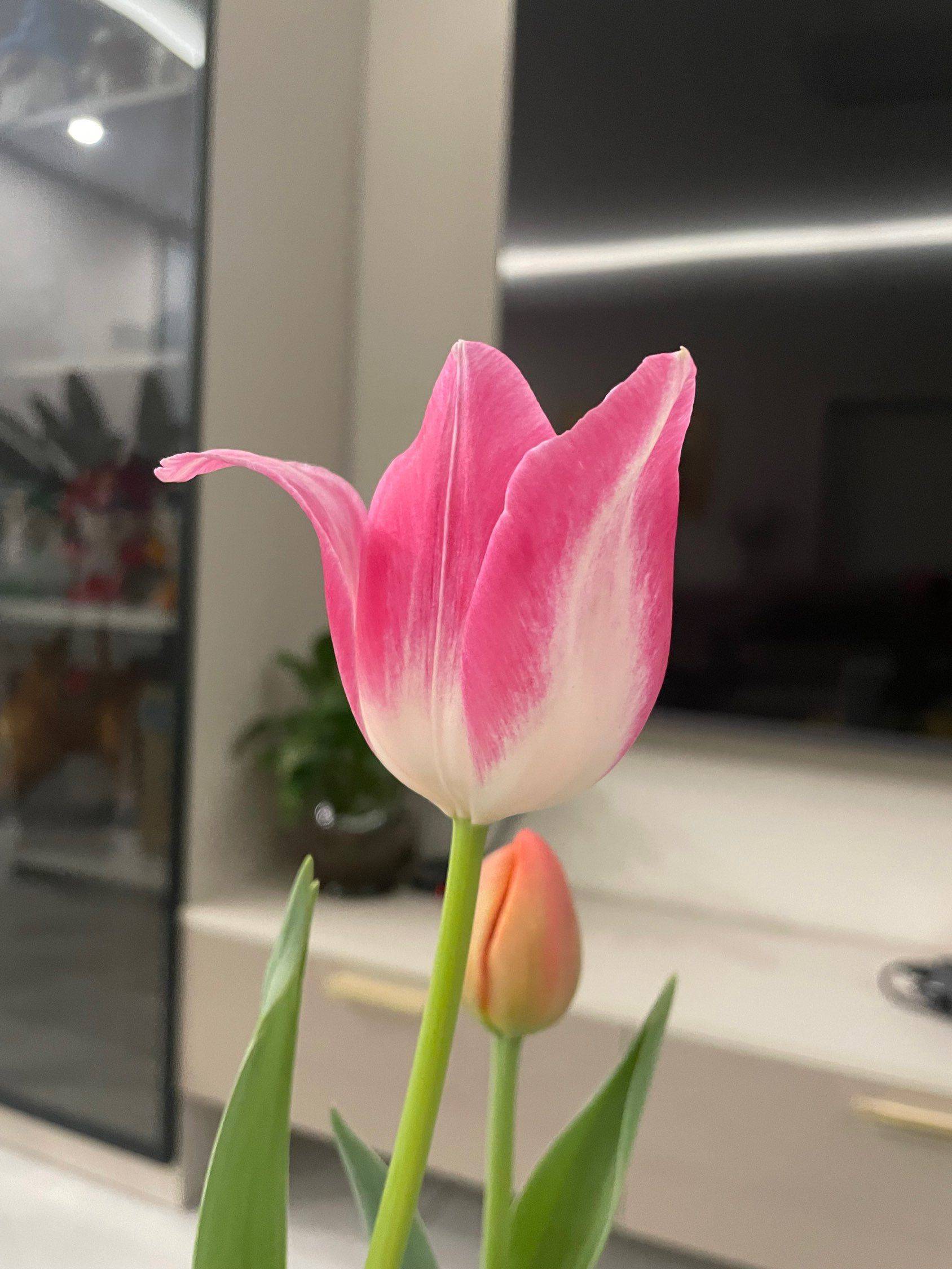 郁金香祈愿  日光轻洒，你静立如诗 花蕾似梦