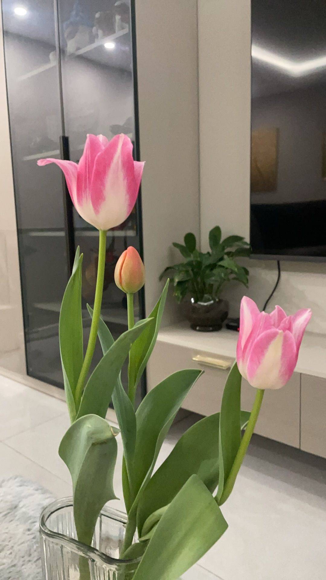 我的小花和我的小花_3