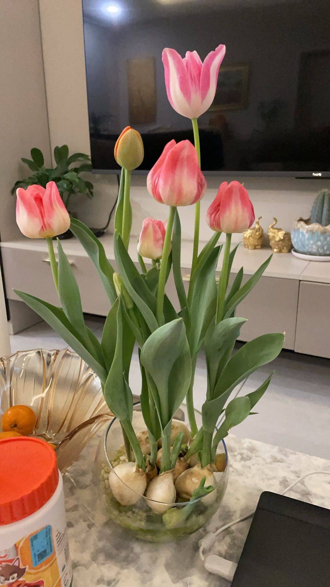 郁金香祈愿  日光轻洒，你静立如诗 花蕾似梦_1