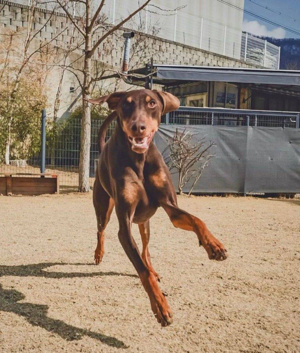 清澈的小眼神儿～是真开心了～