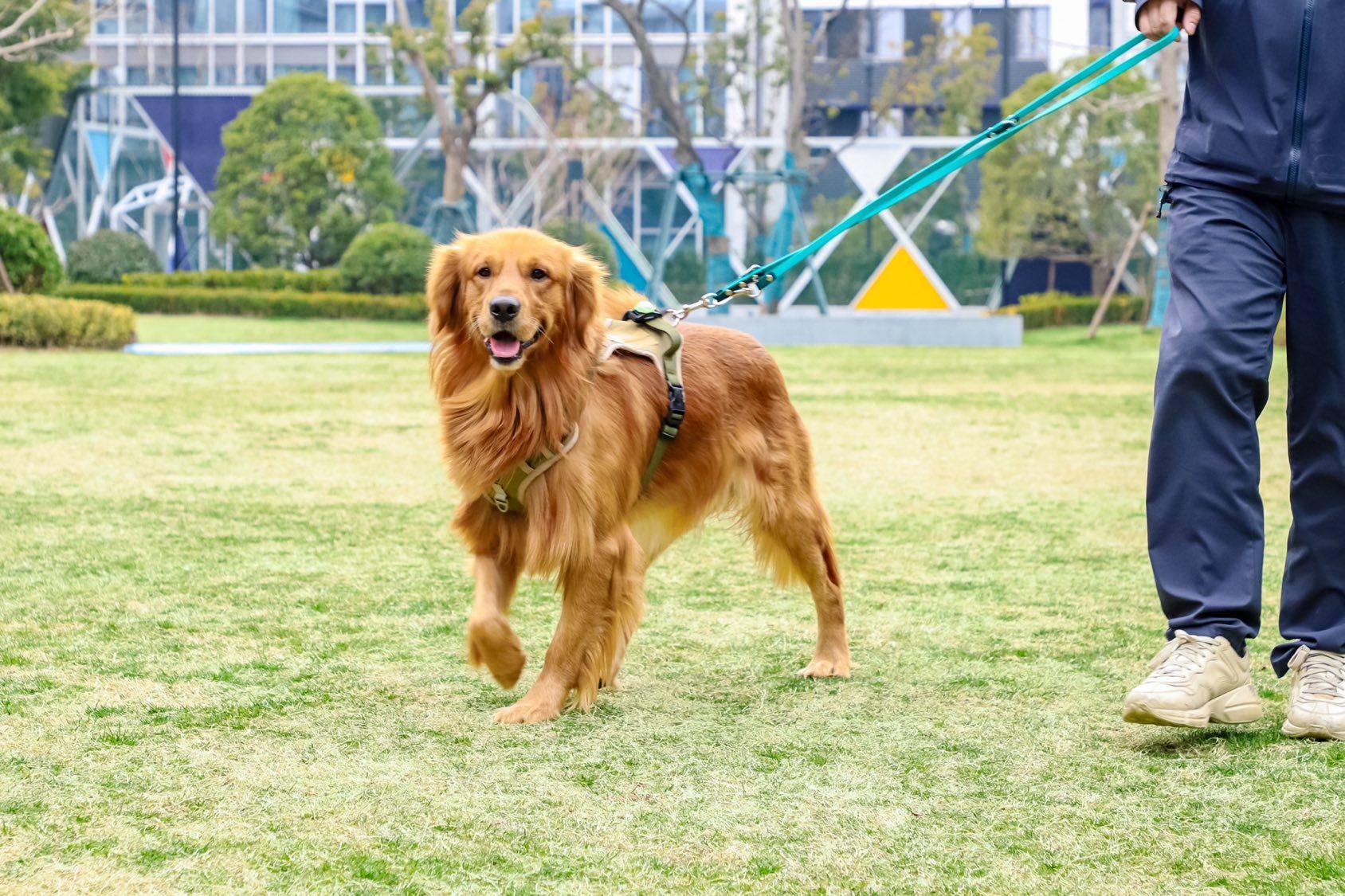 公寓萌宠上线_1