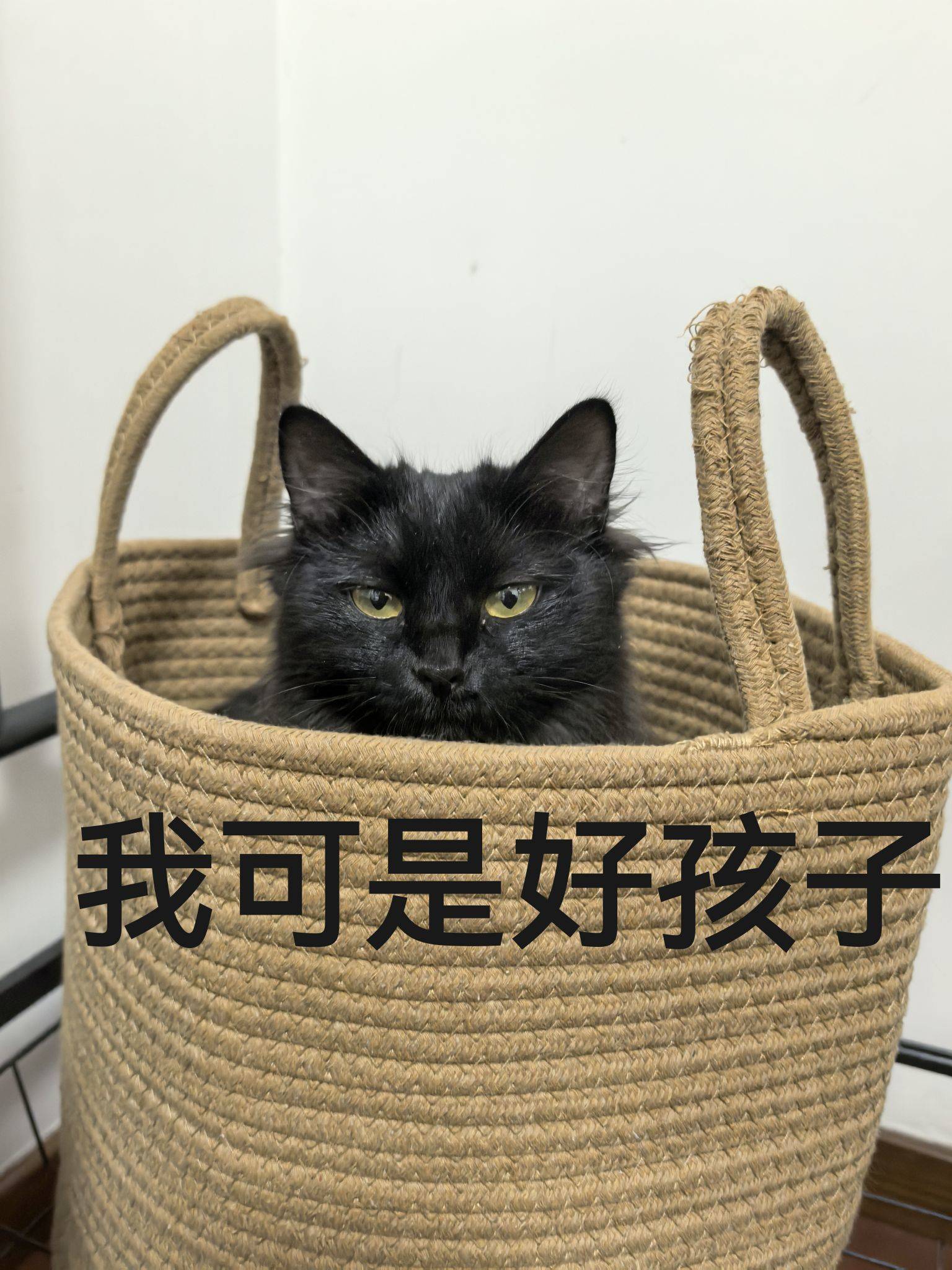 想来我家撸猫么？我在北京天坛公园附近哟