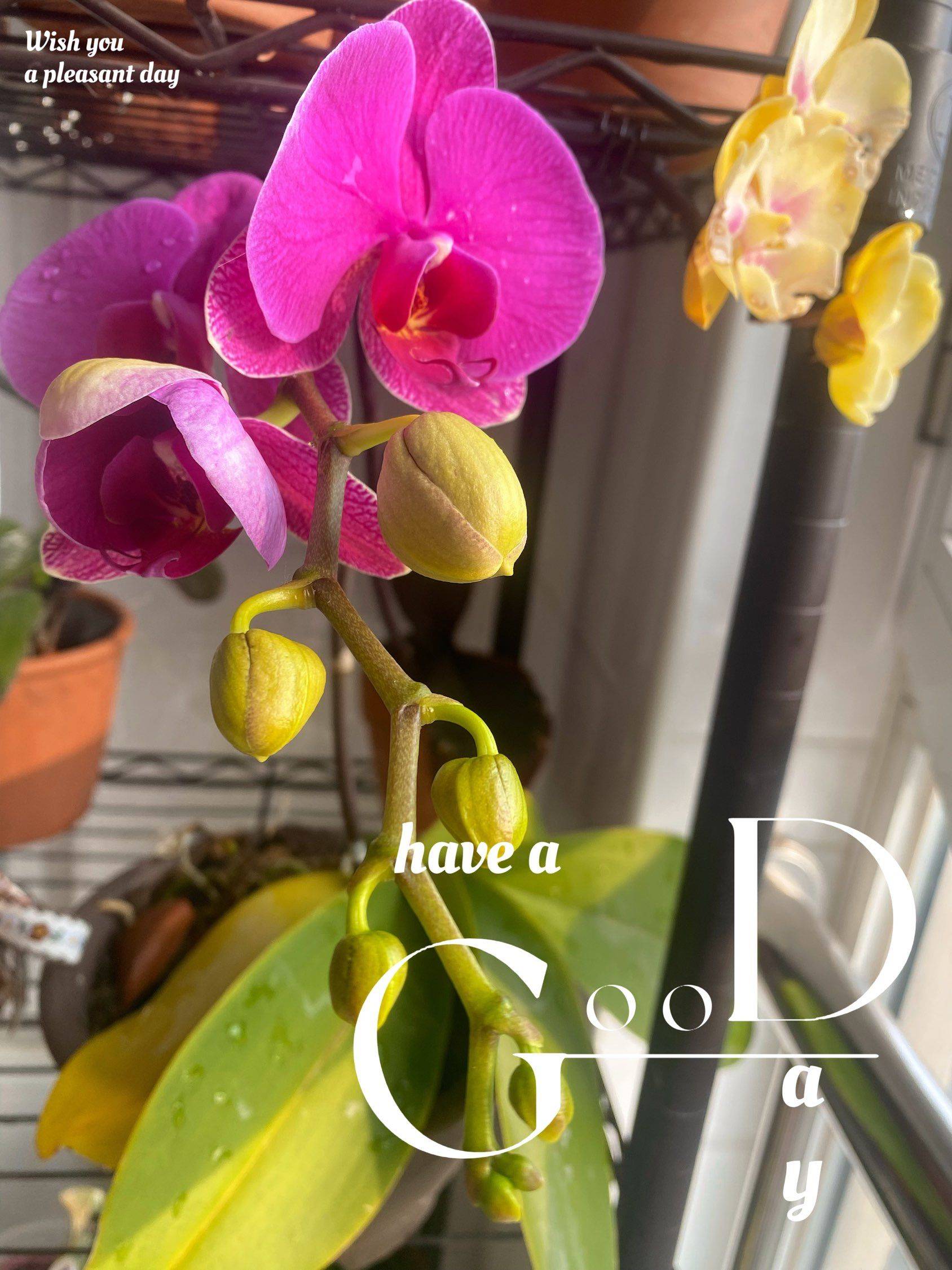 恭喜发财，蒙彼利埃