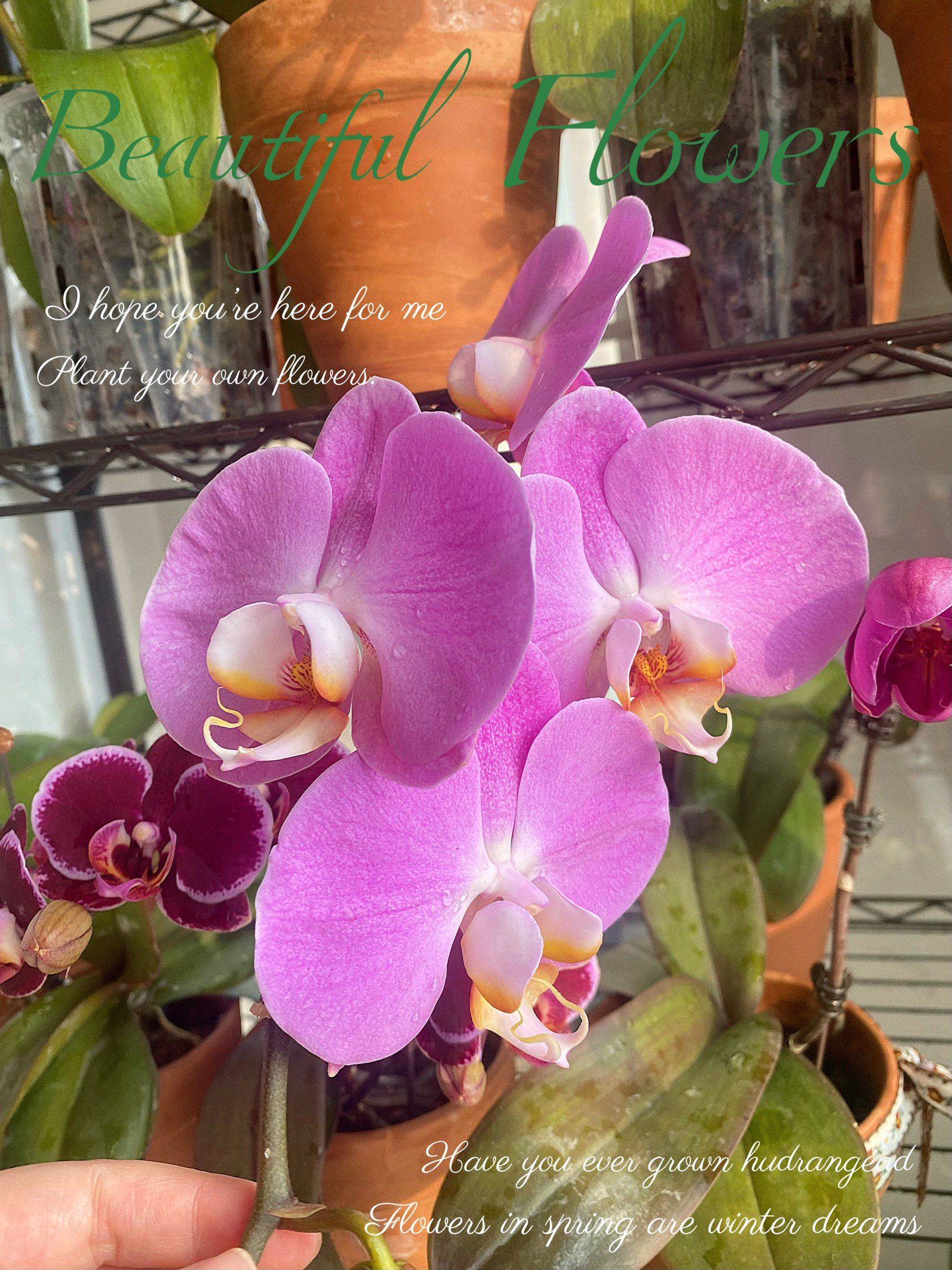 哇塞，这么美的蝴蝶兰是谁养的呀！
原来是_1