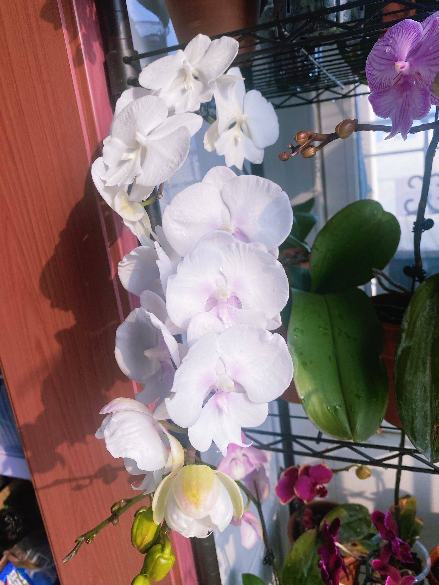 哇塞，这么美的蝴蝶兰是谁养的呀！
原来是