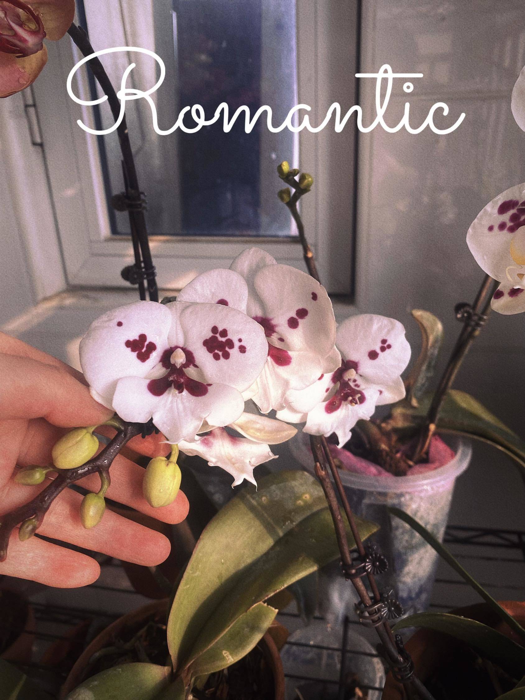 亲生梗蝴蝶兰
辛苦了一年，终于可以赏花了