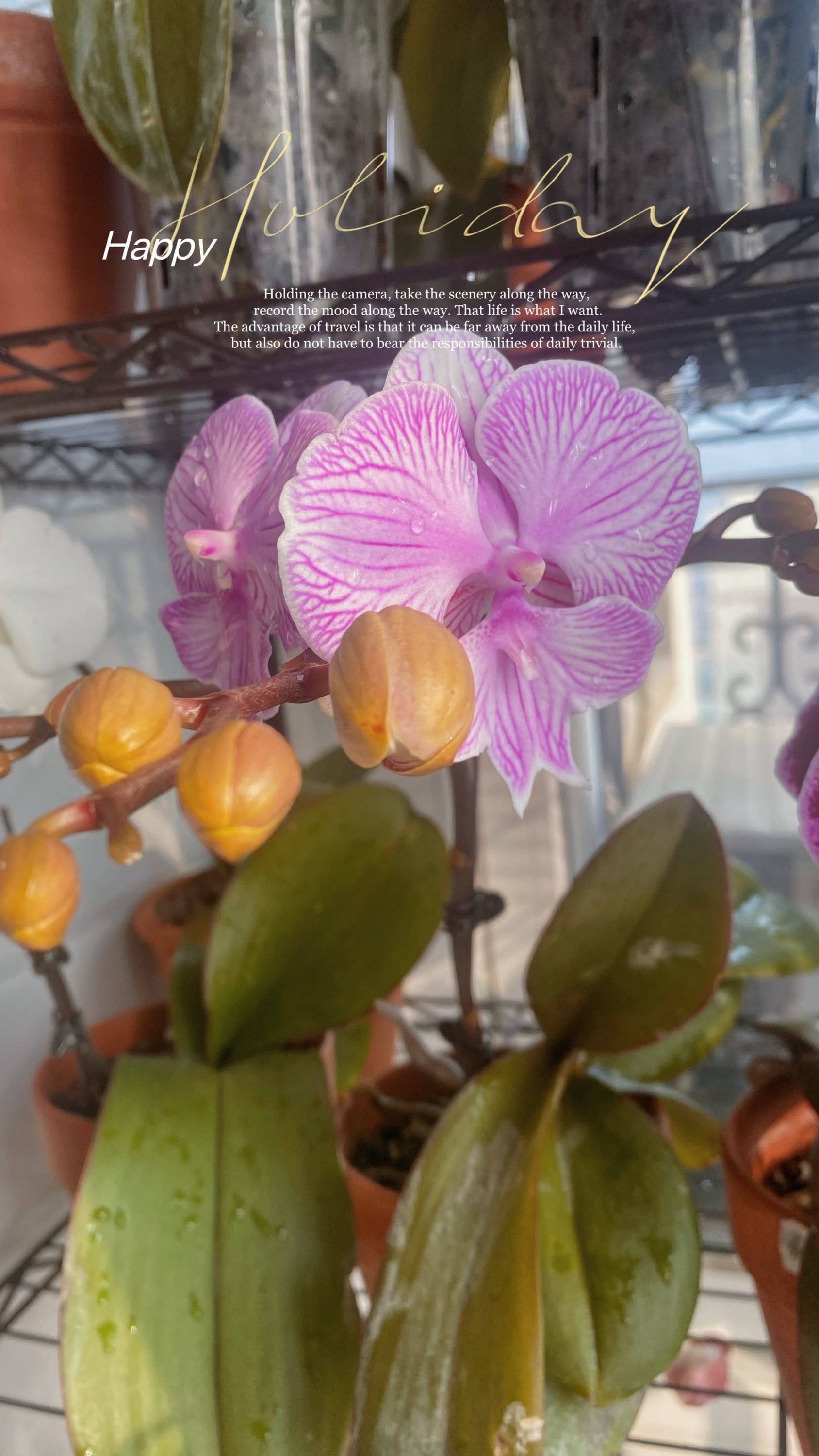 哇塞，这么美的蝴蝶兰是谁养的呀！
原来是_3