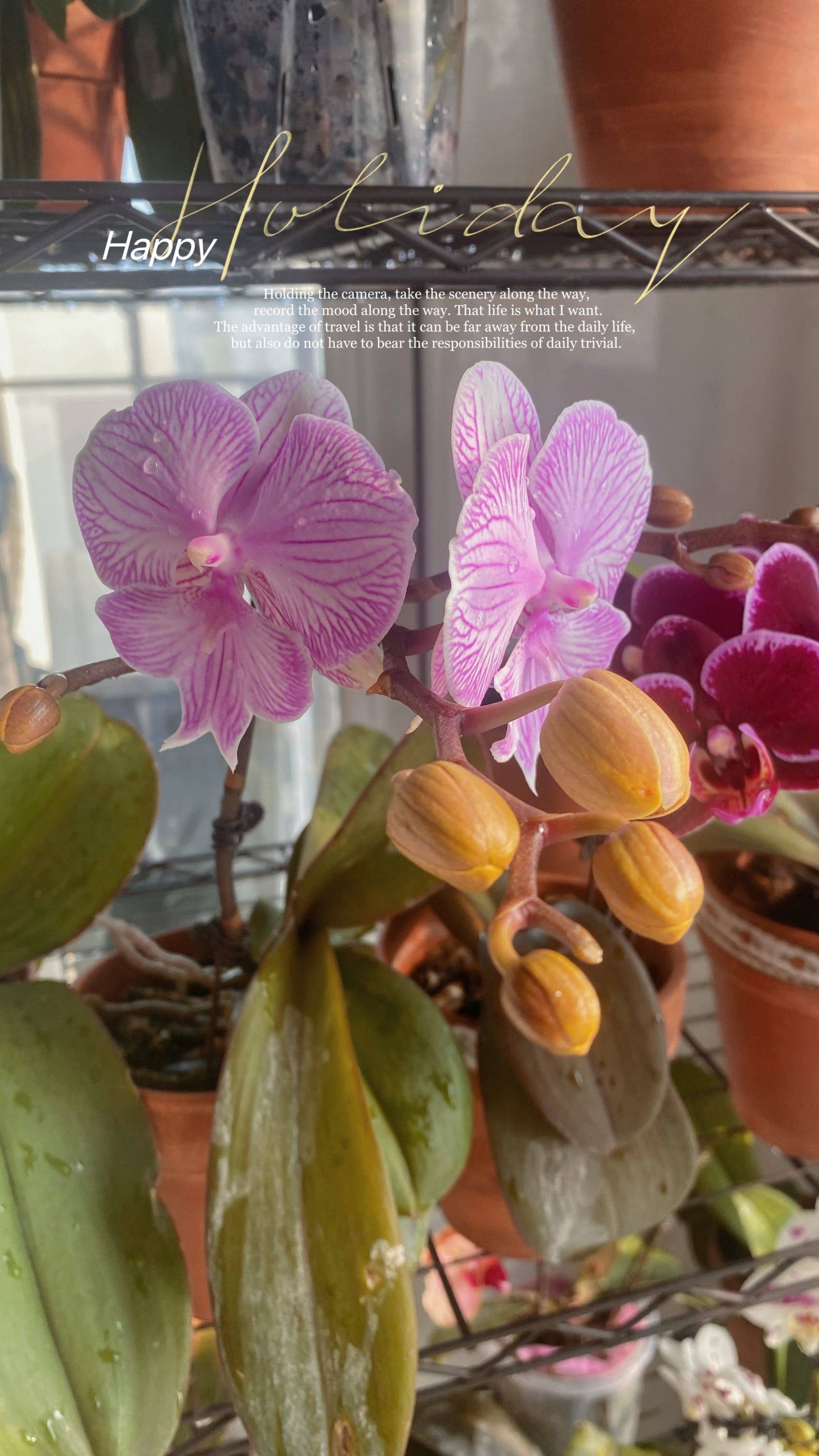 哇塞，这么美的蝴蝶兰是谁养的呀！
原来是_2