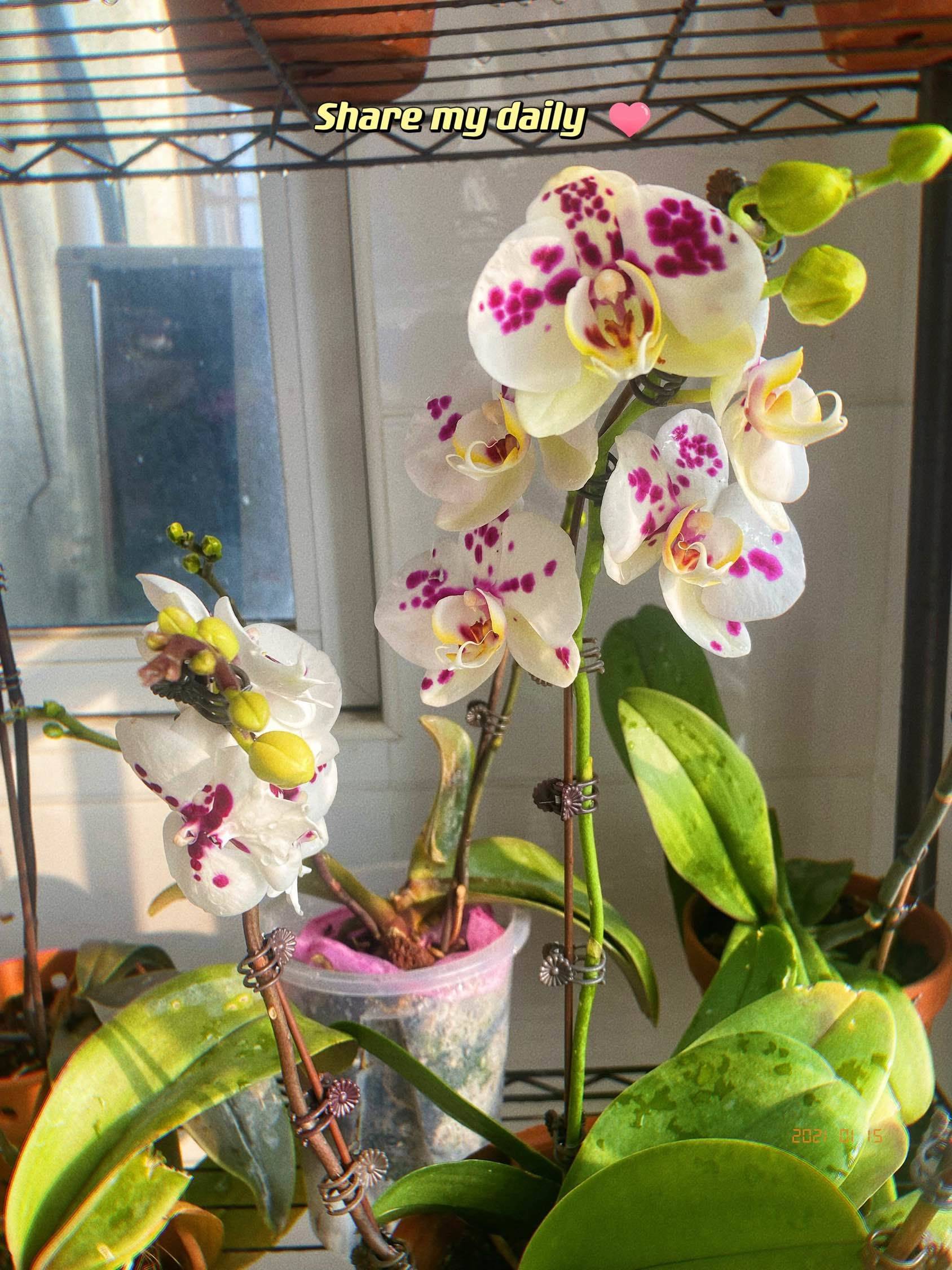 亲生梗蝴蝶兰
辛苦了一年，终于可以赏花了_1