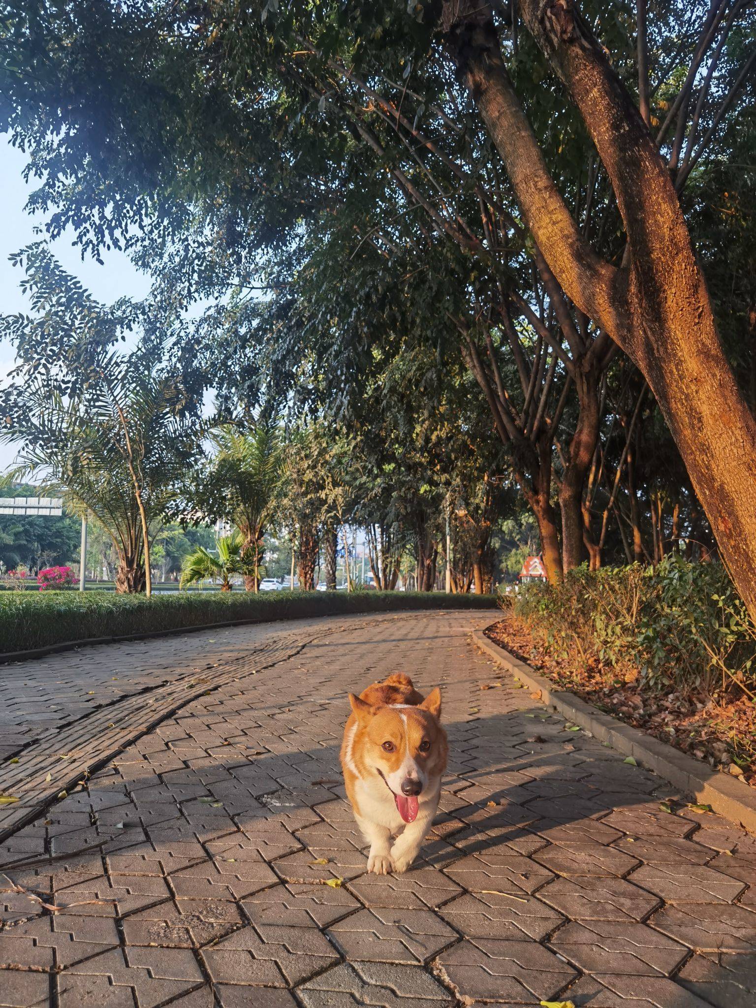 家有萌宠小短腿乖得很，随便rua_4