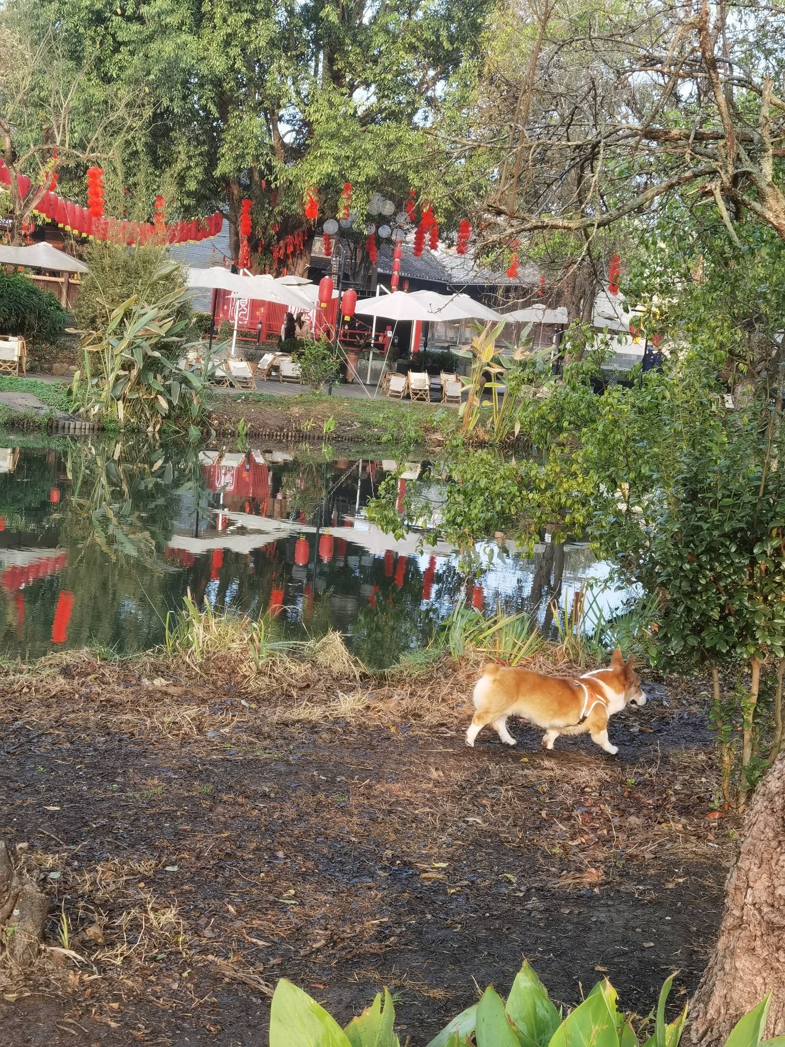 家有萌宠小短腿乖得很，随便rua