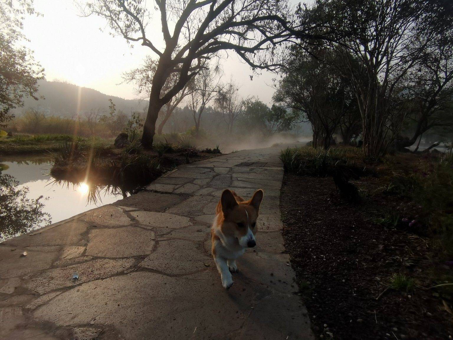 家有萌宠小短腿乖得很，随便rua_1