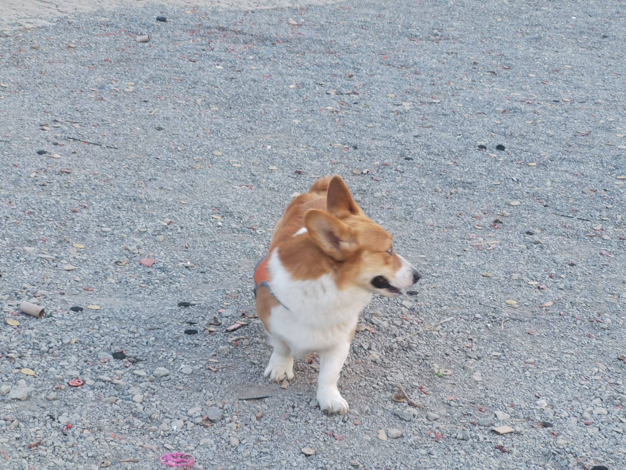 旅游搭子小短腿_4