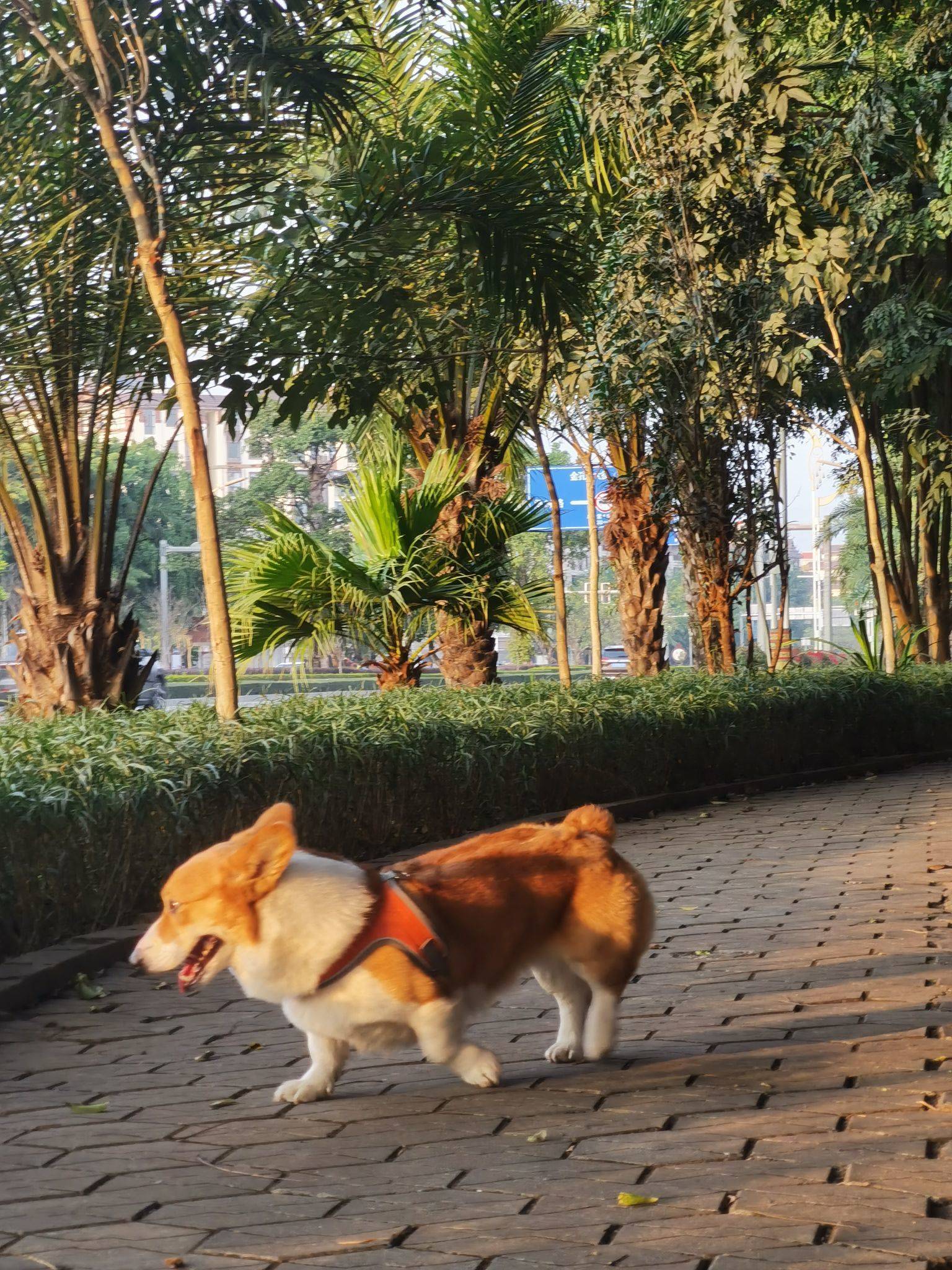 旅游搭子小短腿_3