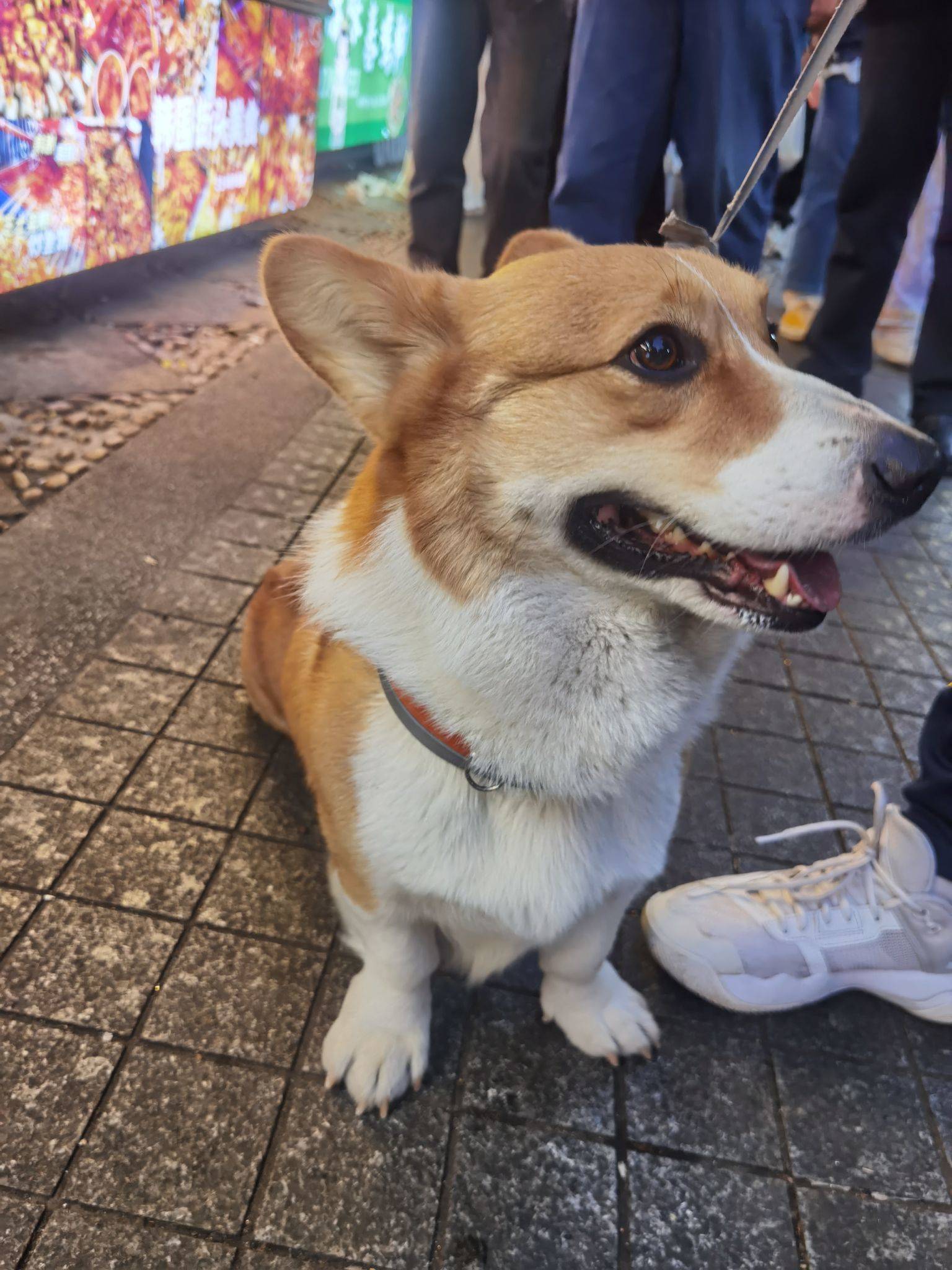 家有萌宠小短腿乖得很，随便rua_2