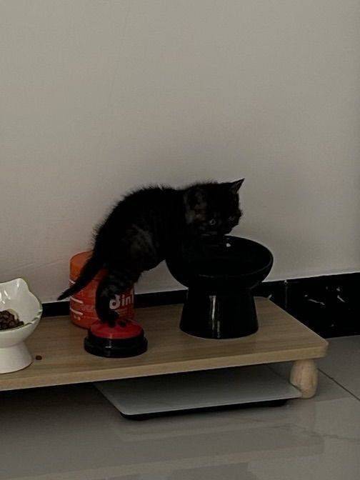 小猫咪的卫生间到了_1