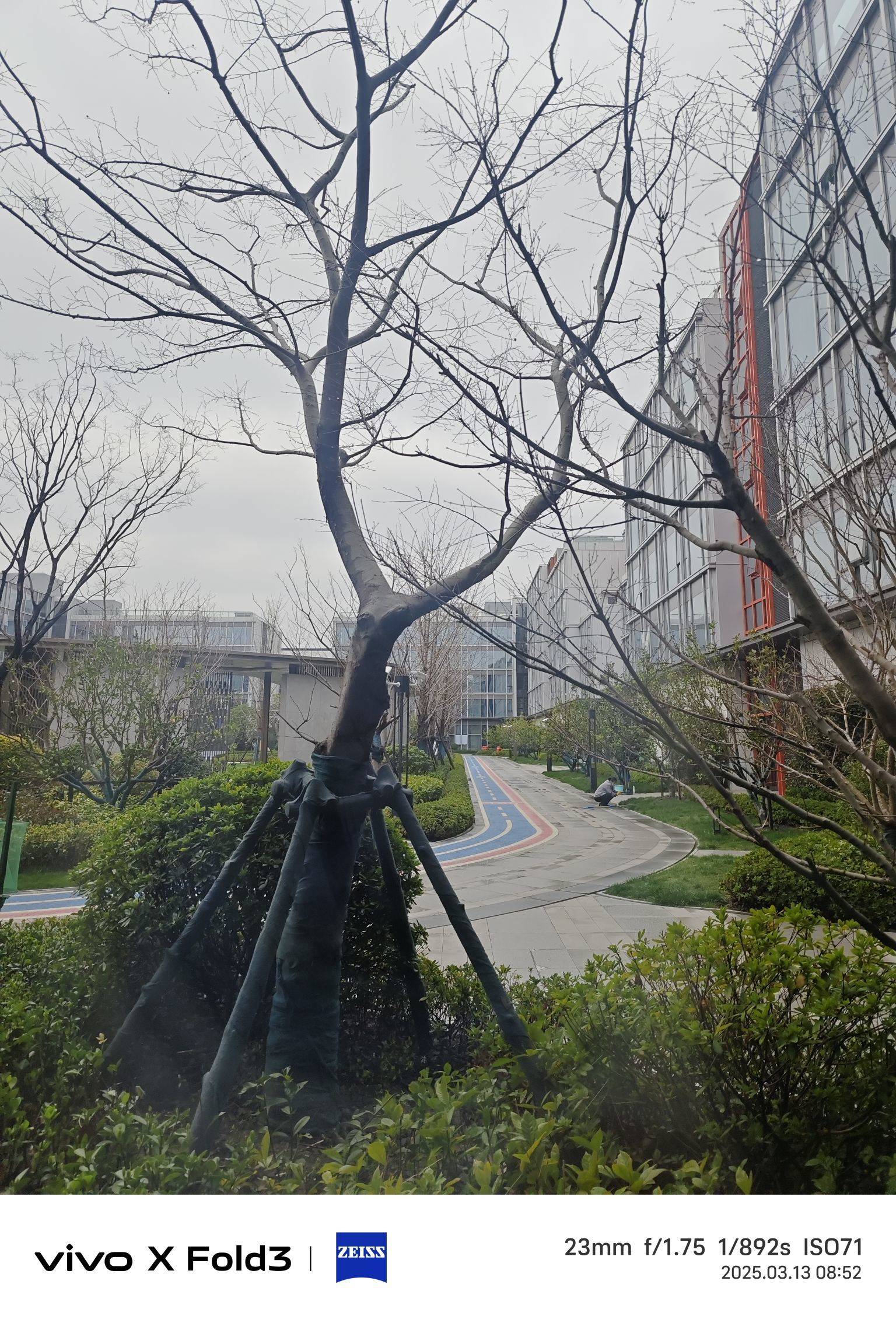 🌲一树年轮
