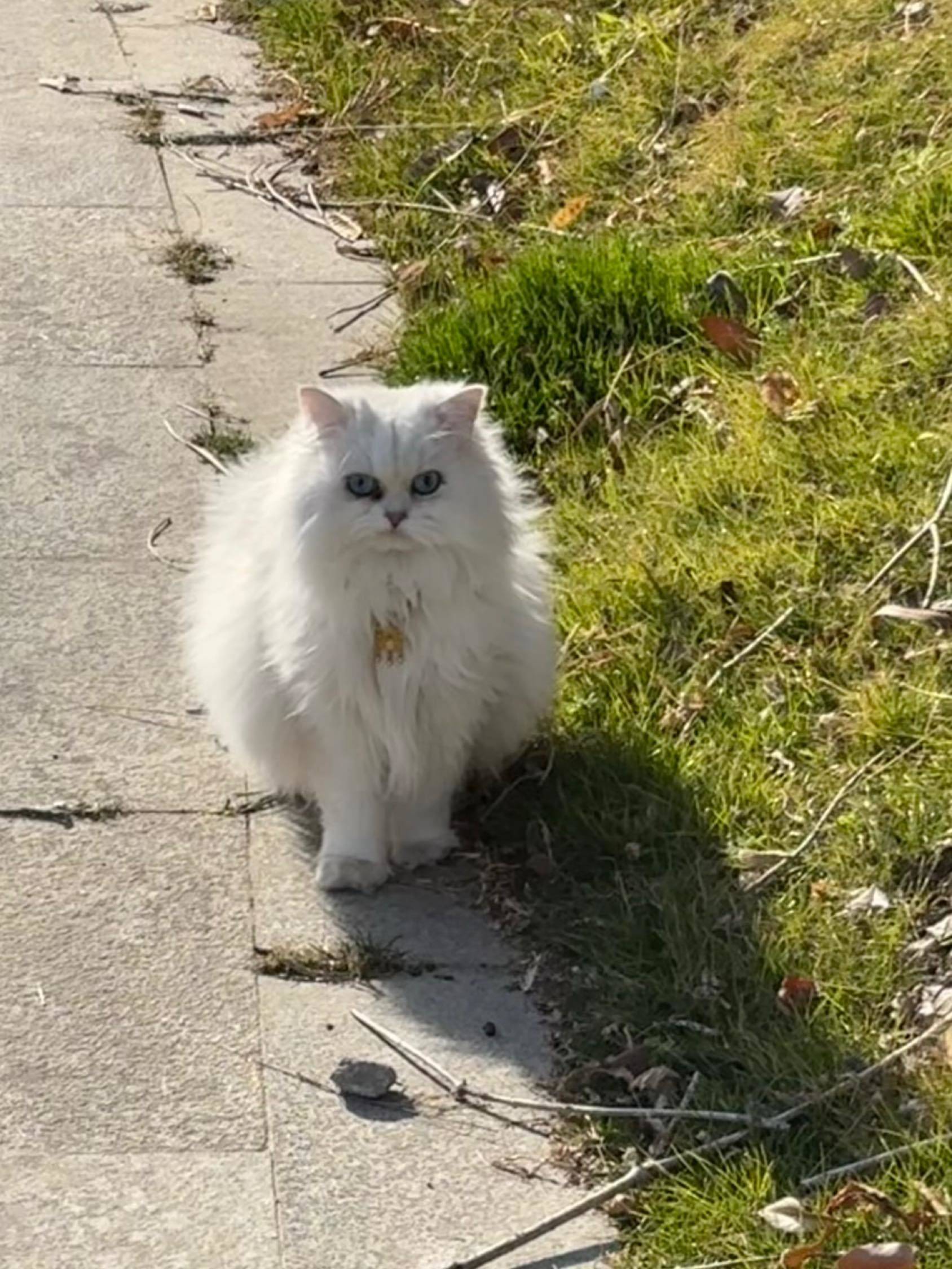 猫咪精灵