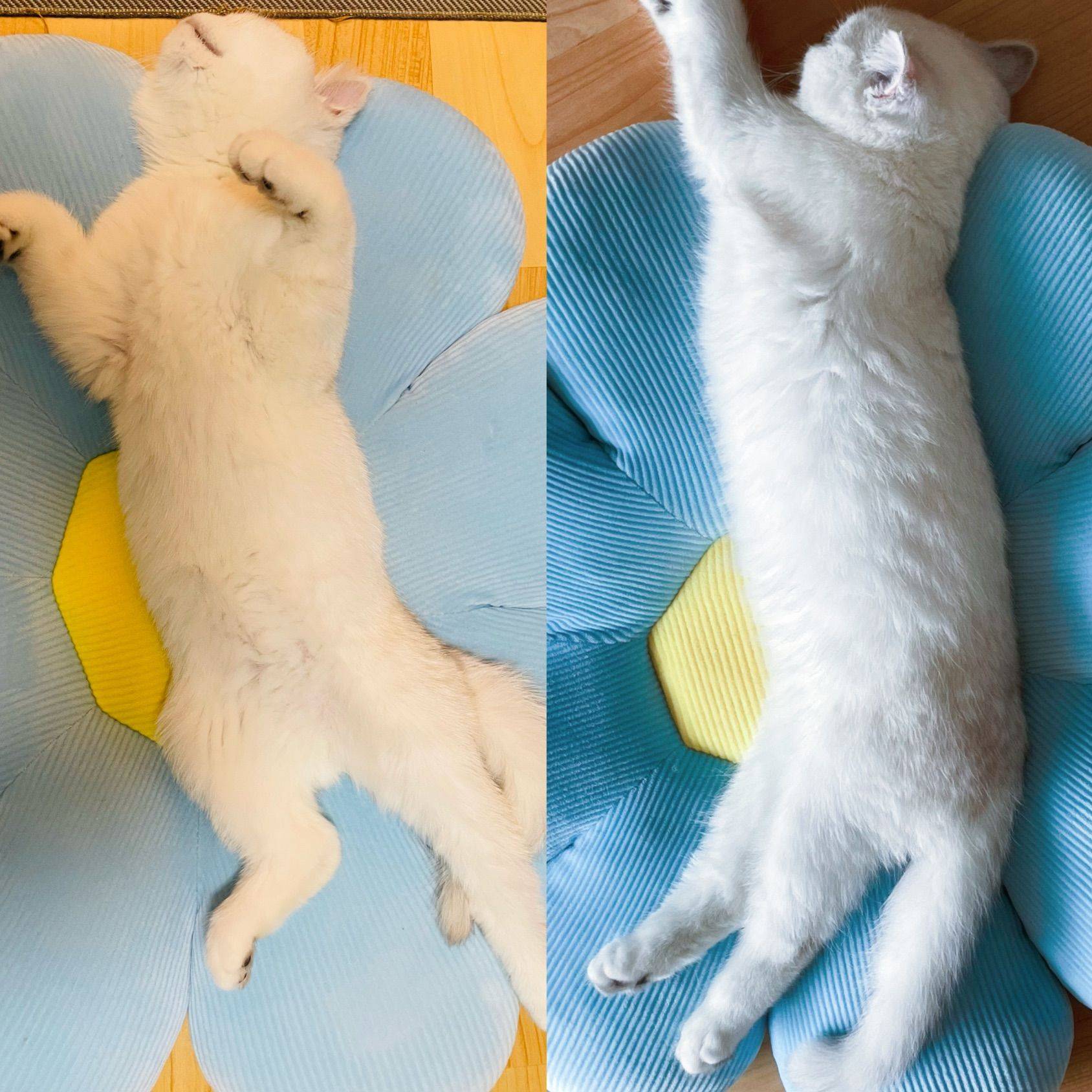  我的猫咪 2Month 🆚 3Mon