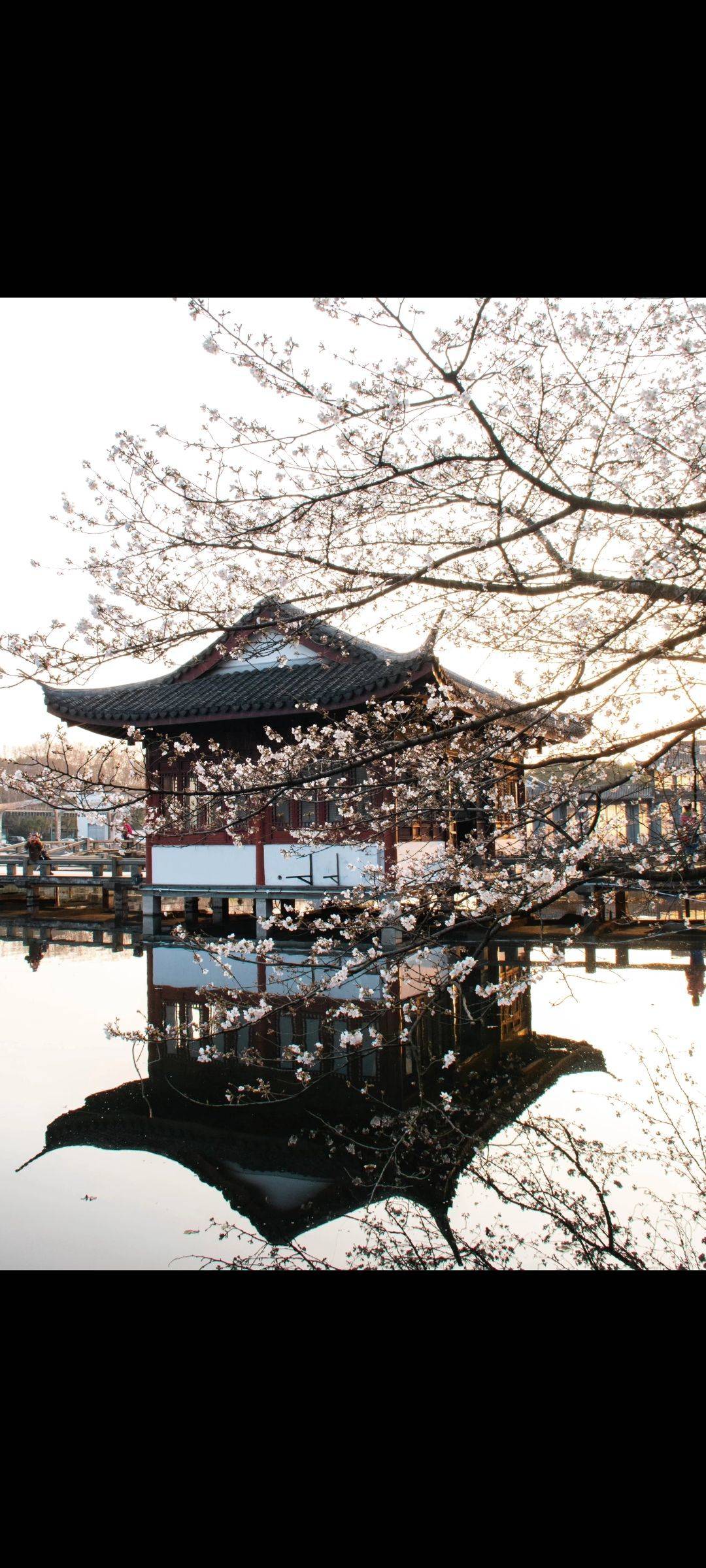 杭州樱花