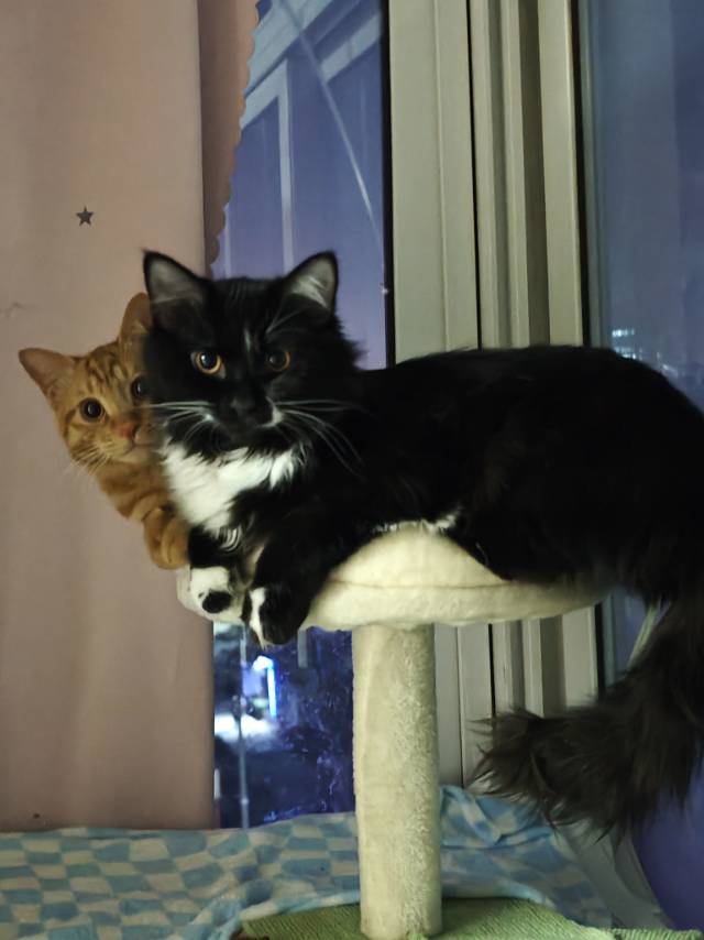 希望猫猫可以拥有小阳台～