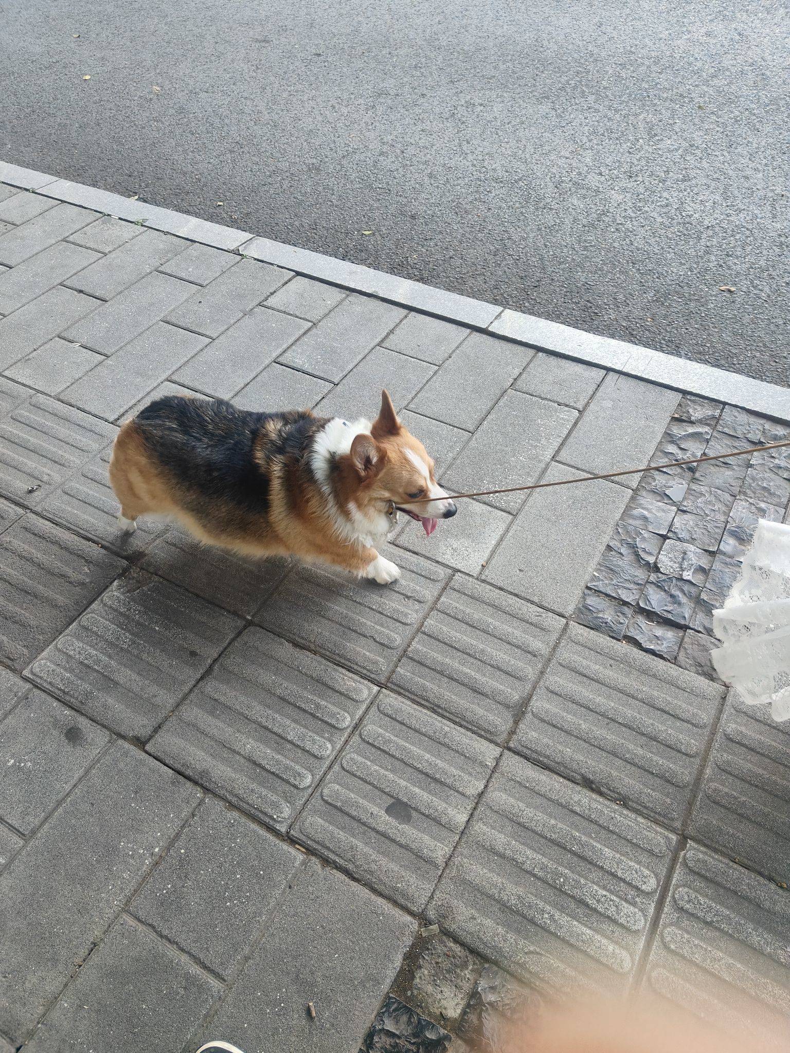 修🐶