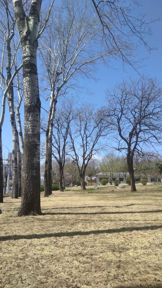 古城三月又逢春。风好大~~_2