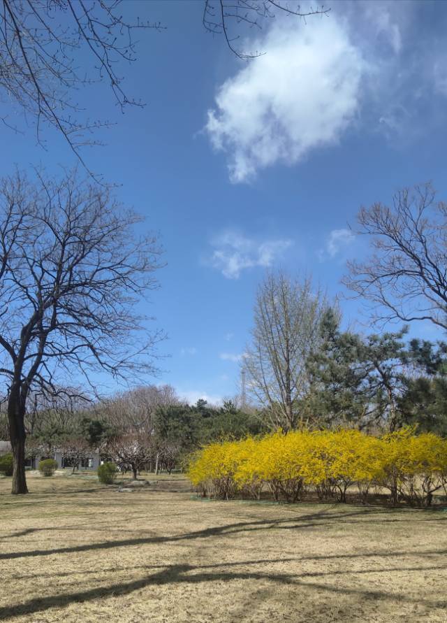 古城三月又逢春。风好大~~_1