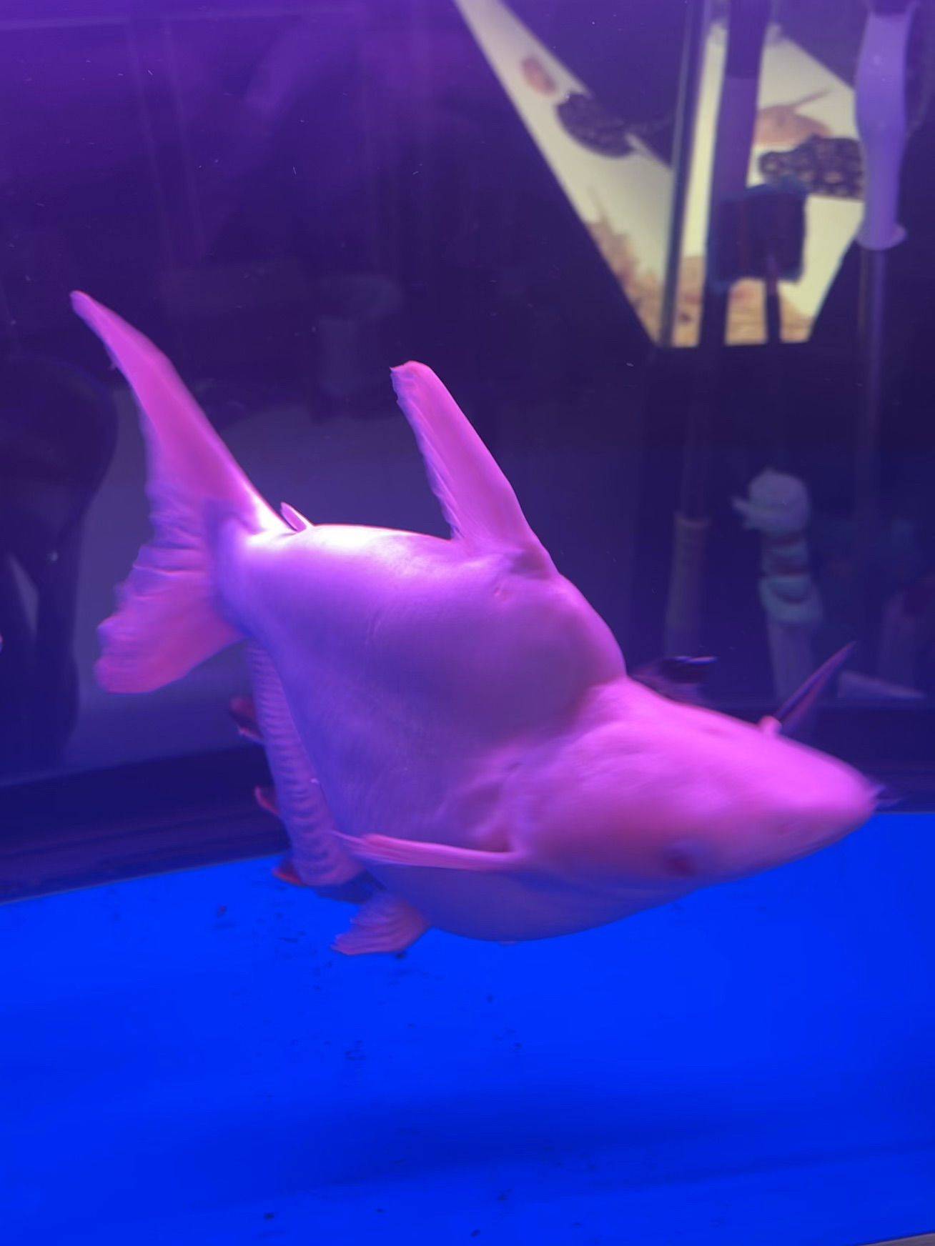 鳄鱼做宠物感觉怎么样_4