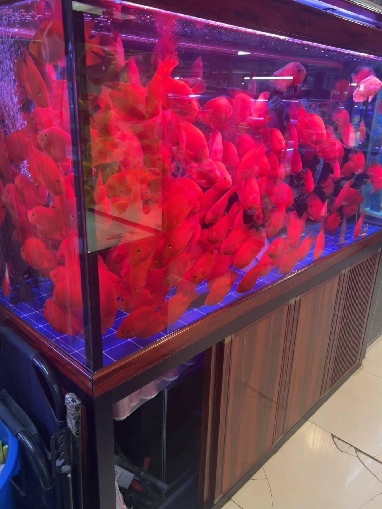 鳄鱼做宠物感觉怎么样_2