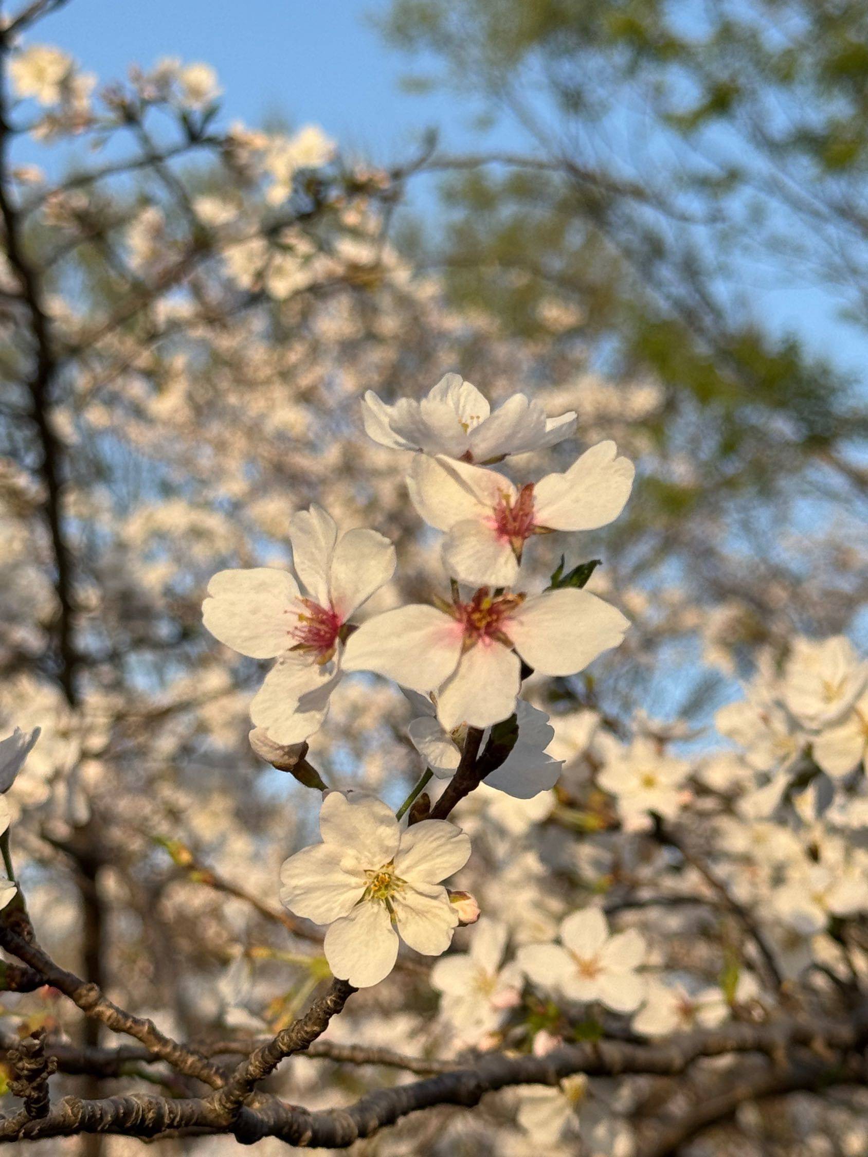 一起来看樱花啊🌸_1