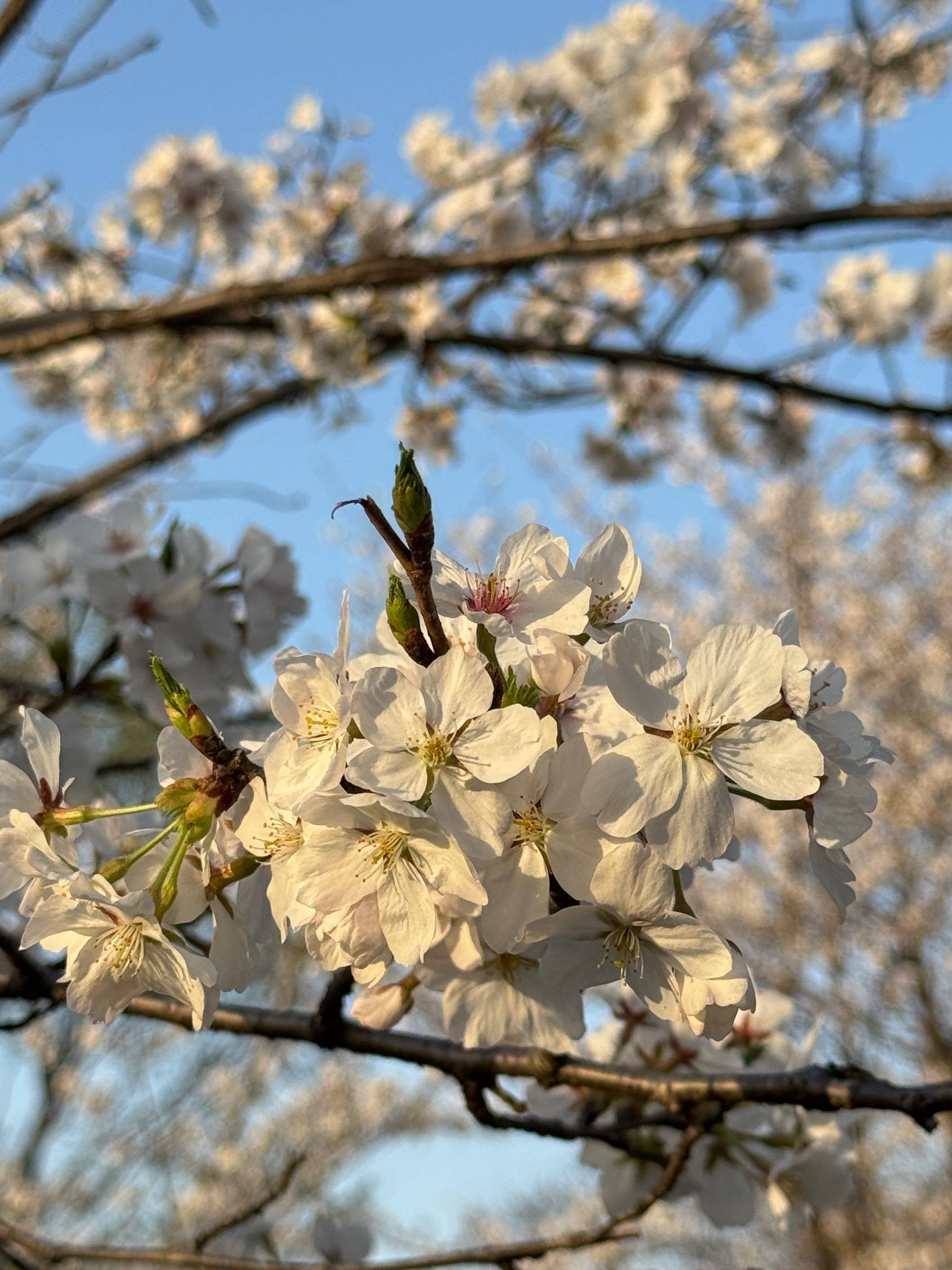 一起来看樱花啊🌸_2