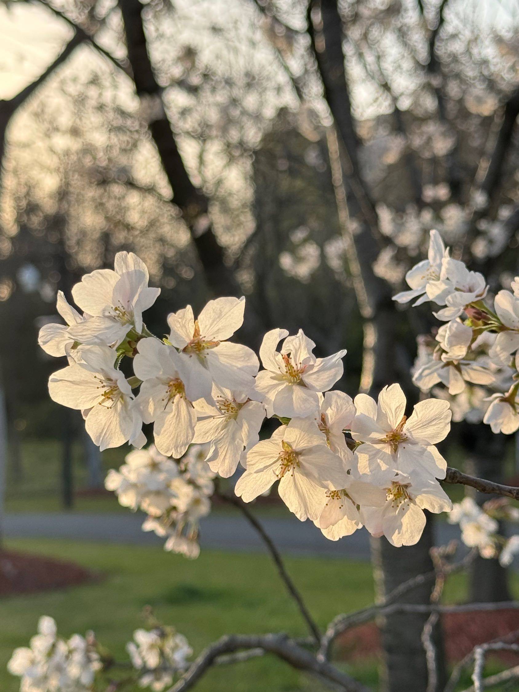 一起来看樱花啊🌸_3