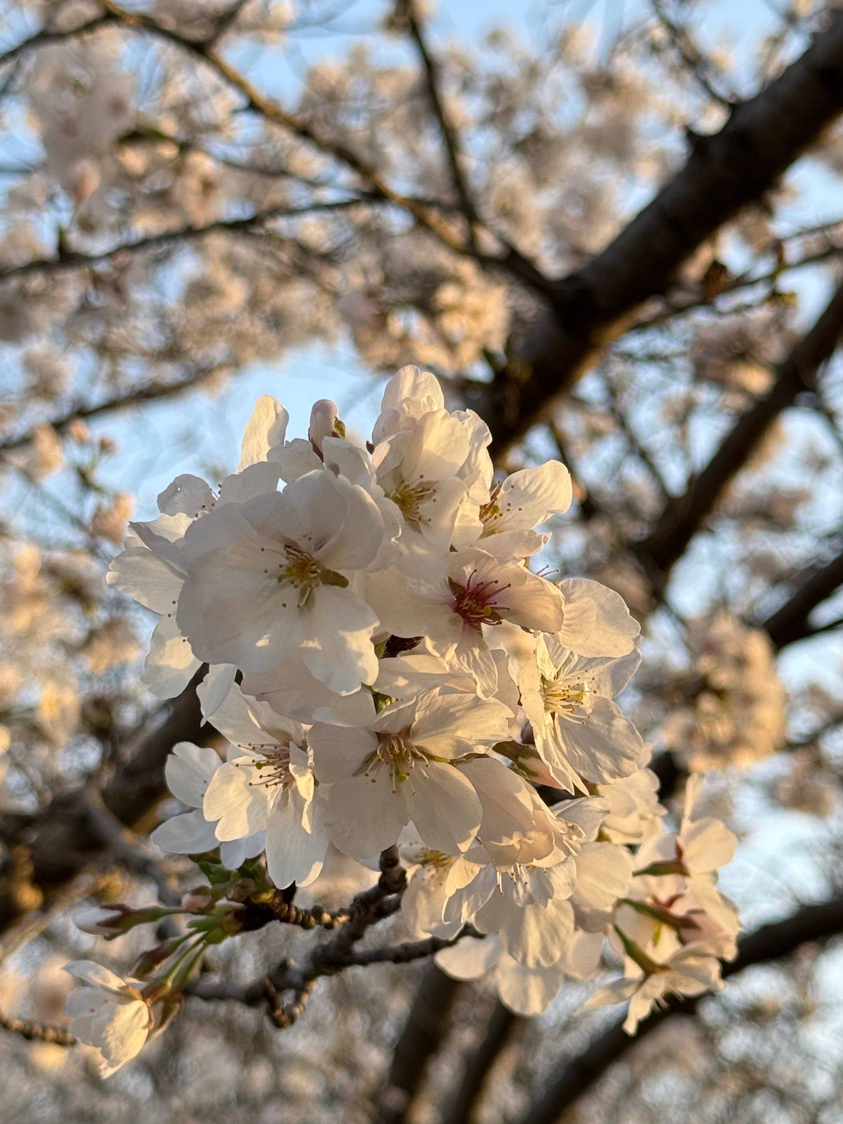 一起来看樱花啊🌸_4