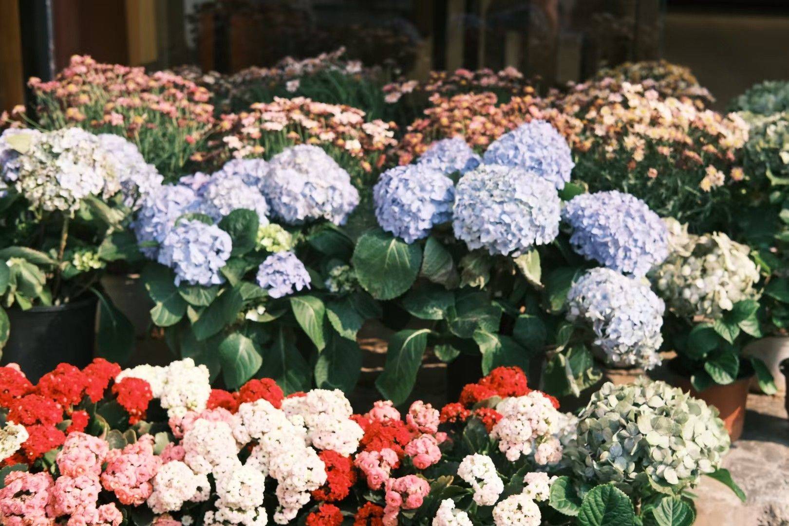 春天就是看花的季节~