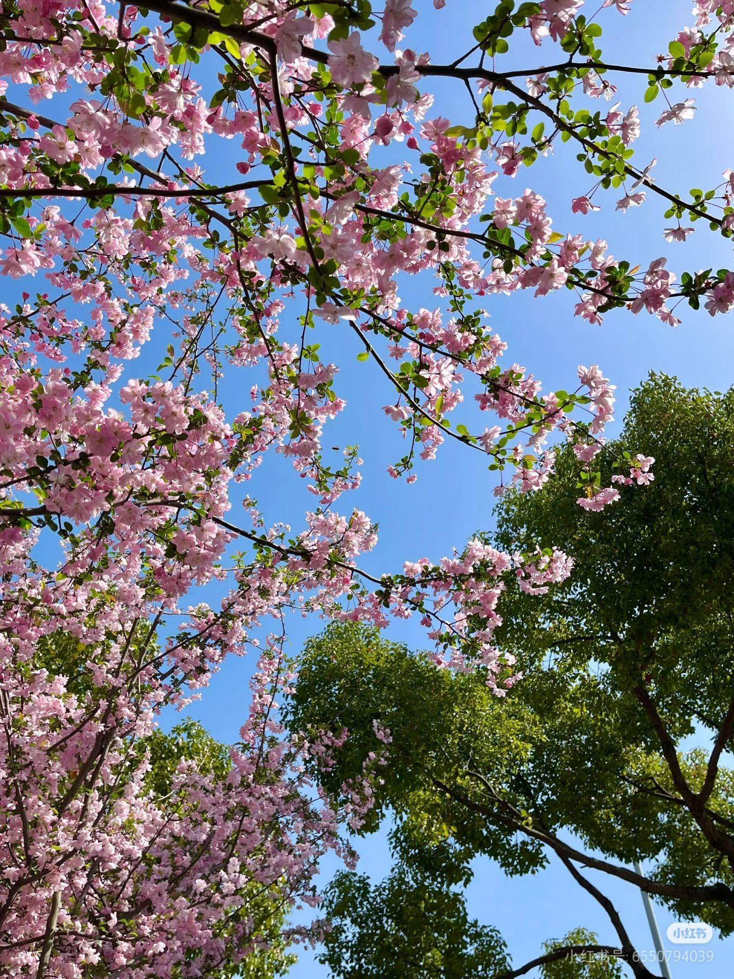 春来无事 只为花忙_2