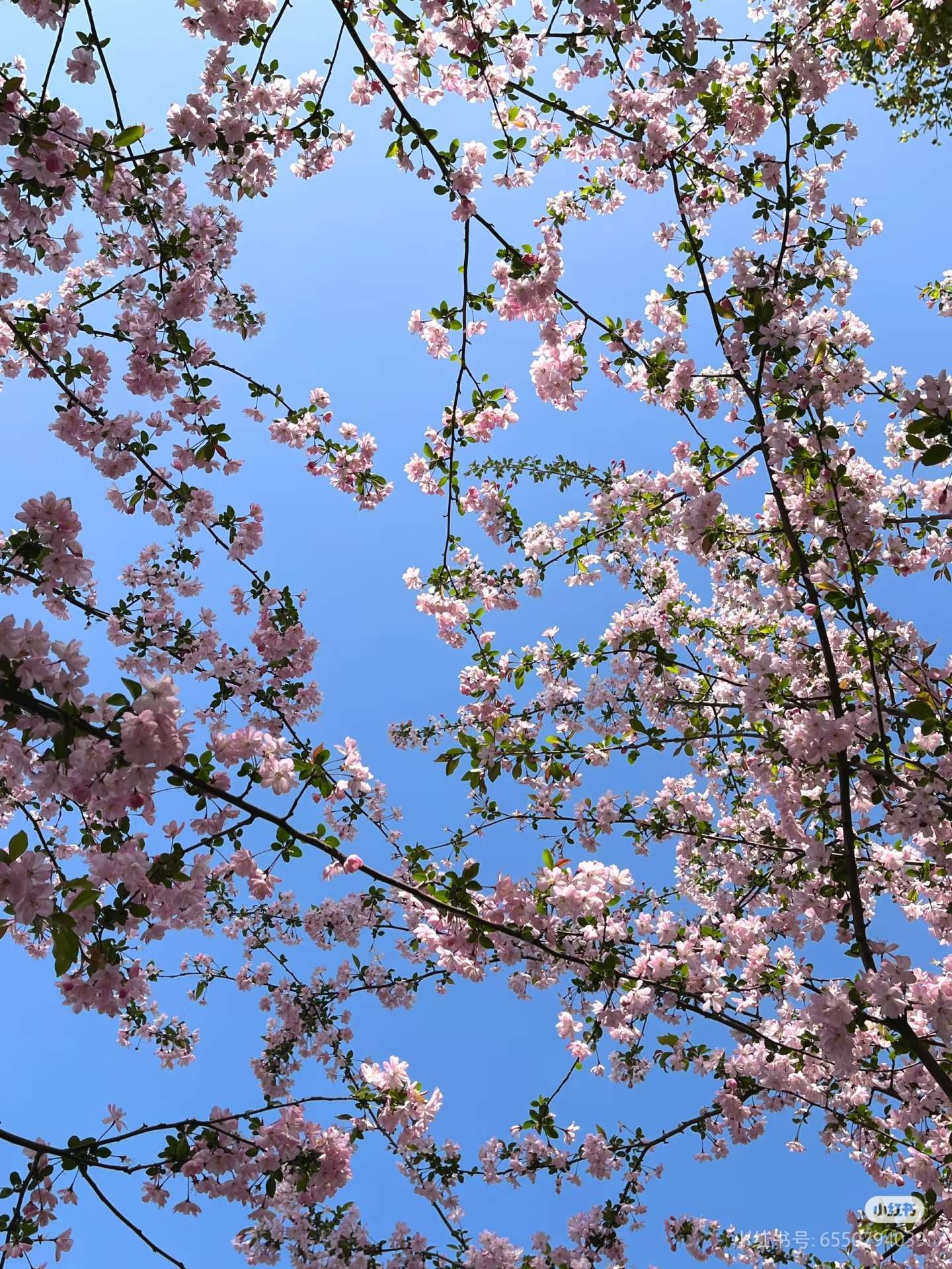 春来无事 只为花忙_3