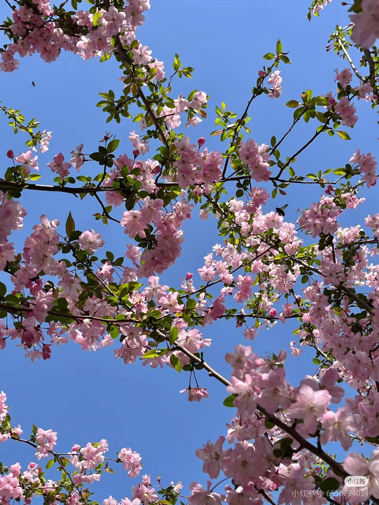 春来无事 只为花忙_1