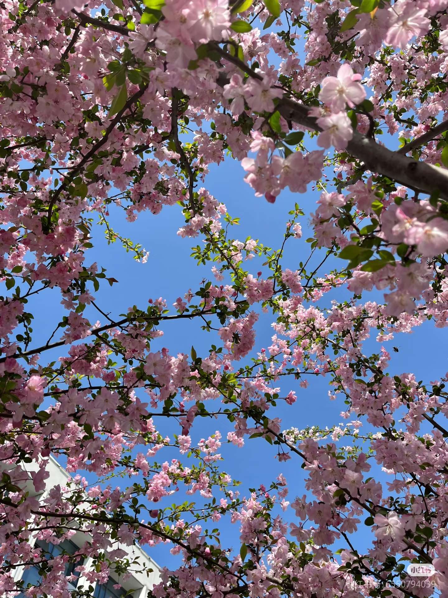 春来无事 只为花忙