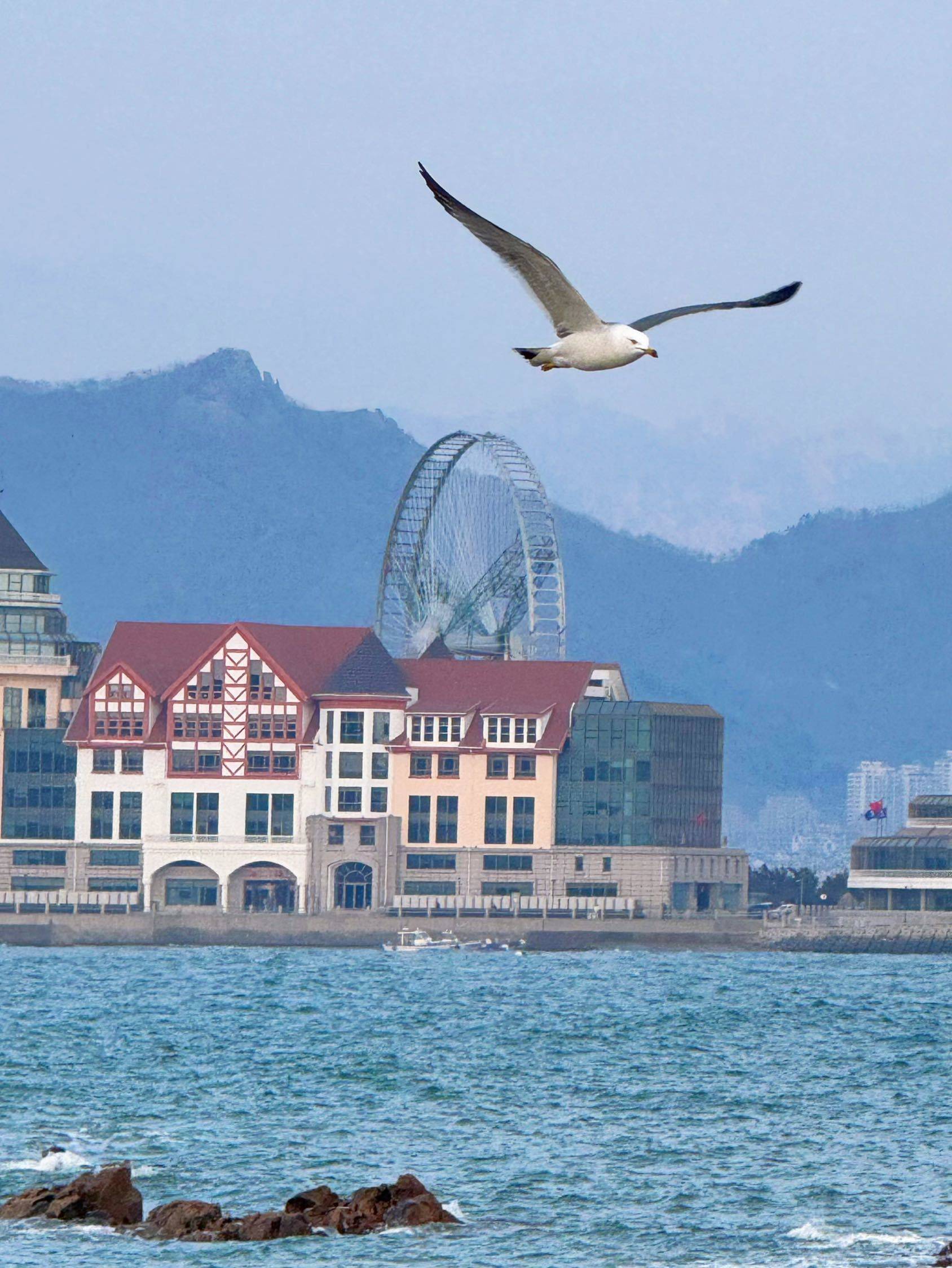 美丽的海鸥 班味儿打卡 