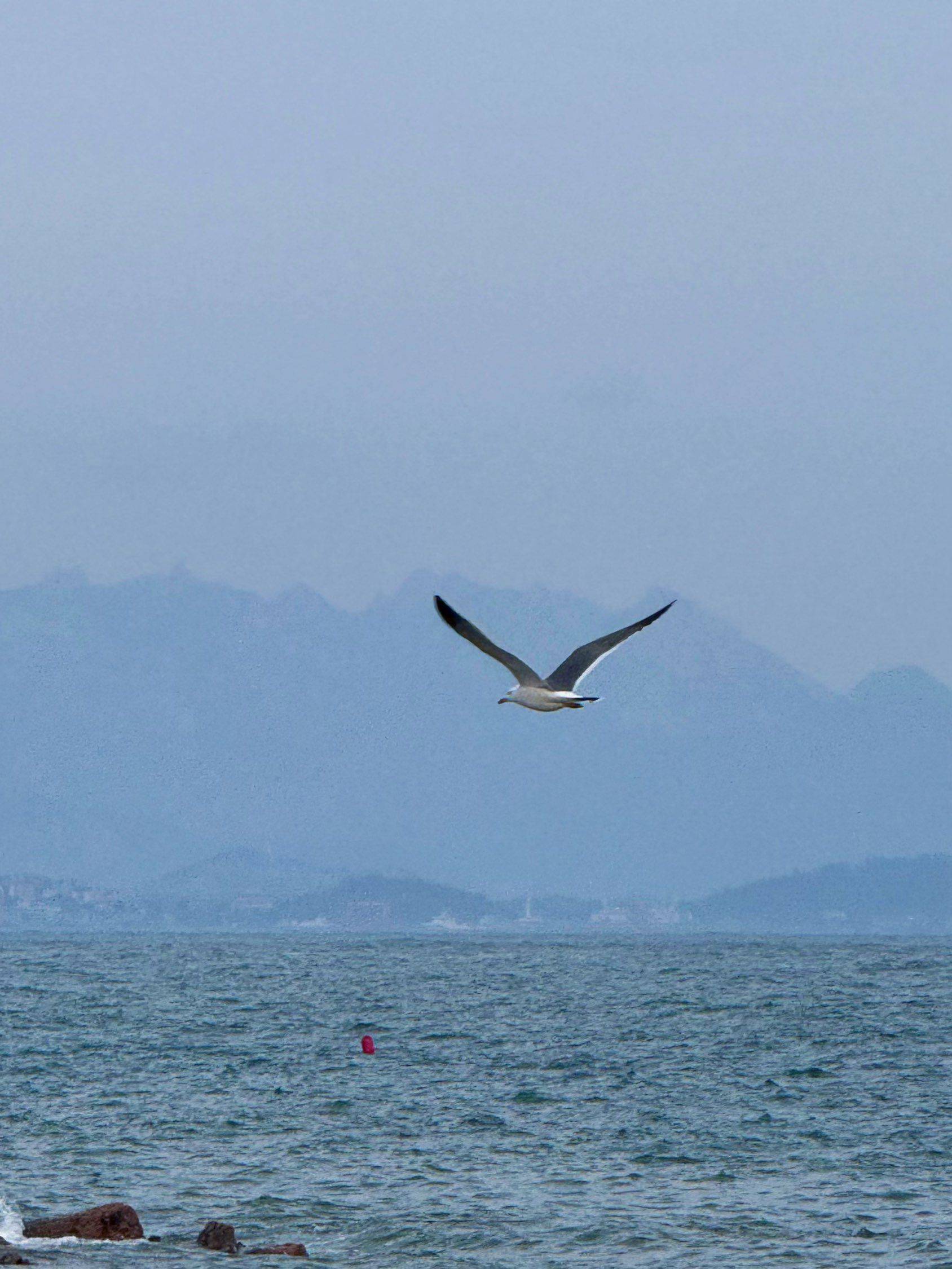 美丽的海鸥 班味儿打卡 _2