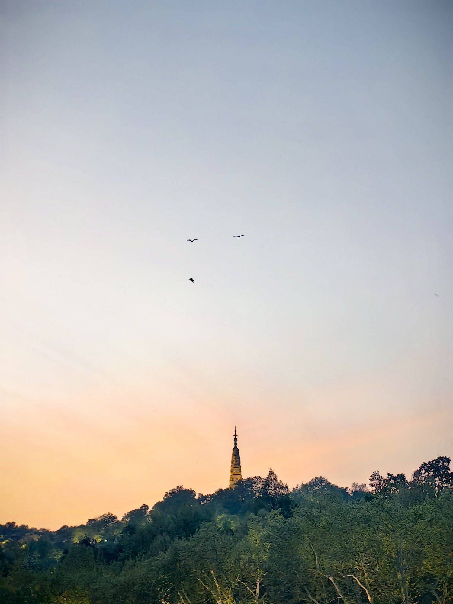 夜色中的新绿艳红～_1