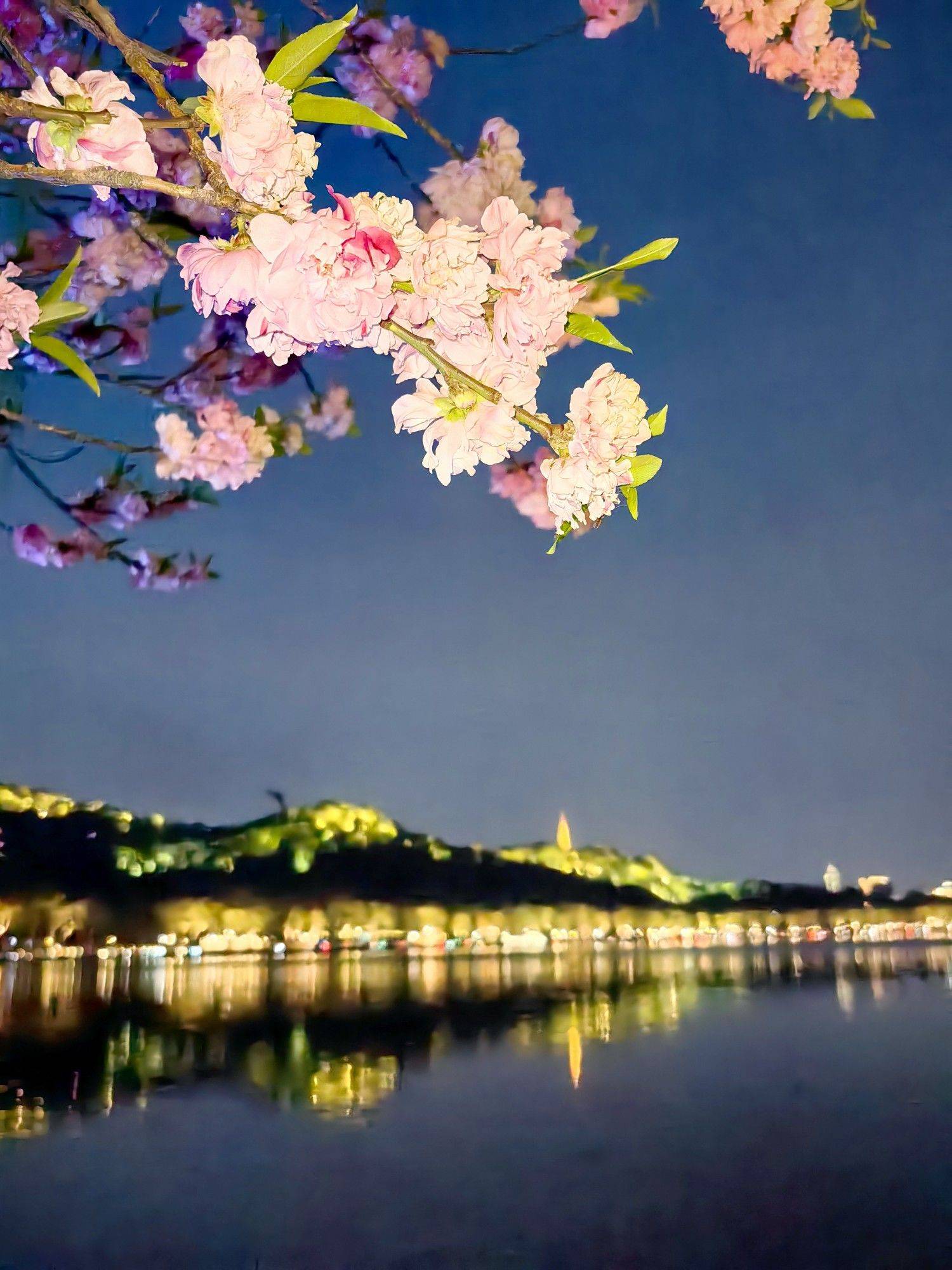 夜色中的新绿艳红～_0