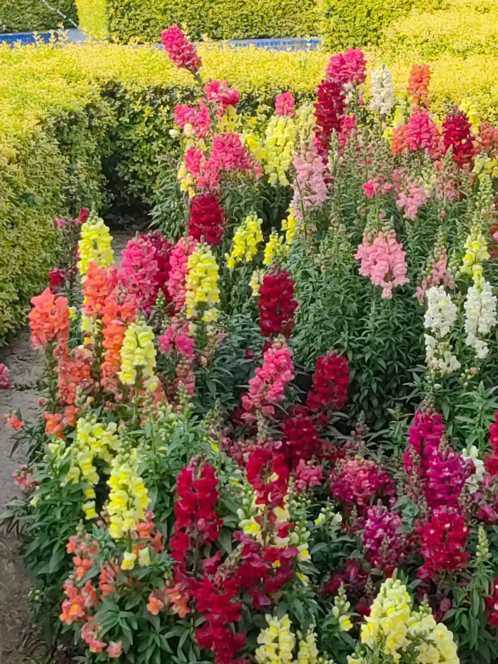 夏天的🌸开了 在线蹲室友 _1