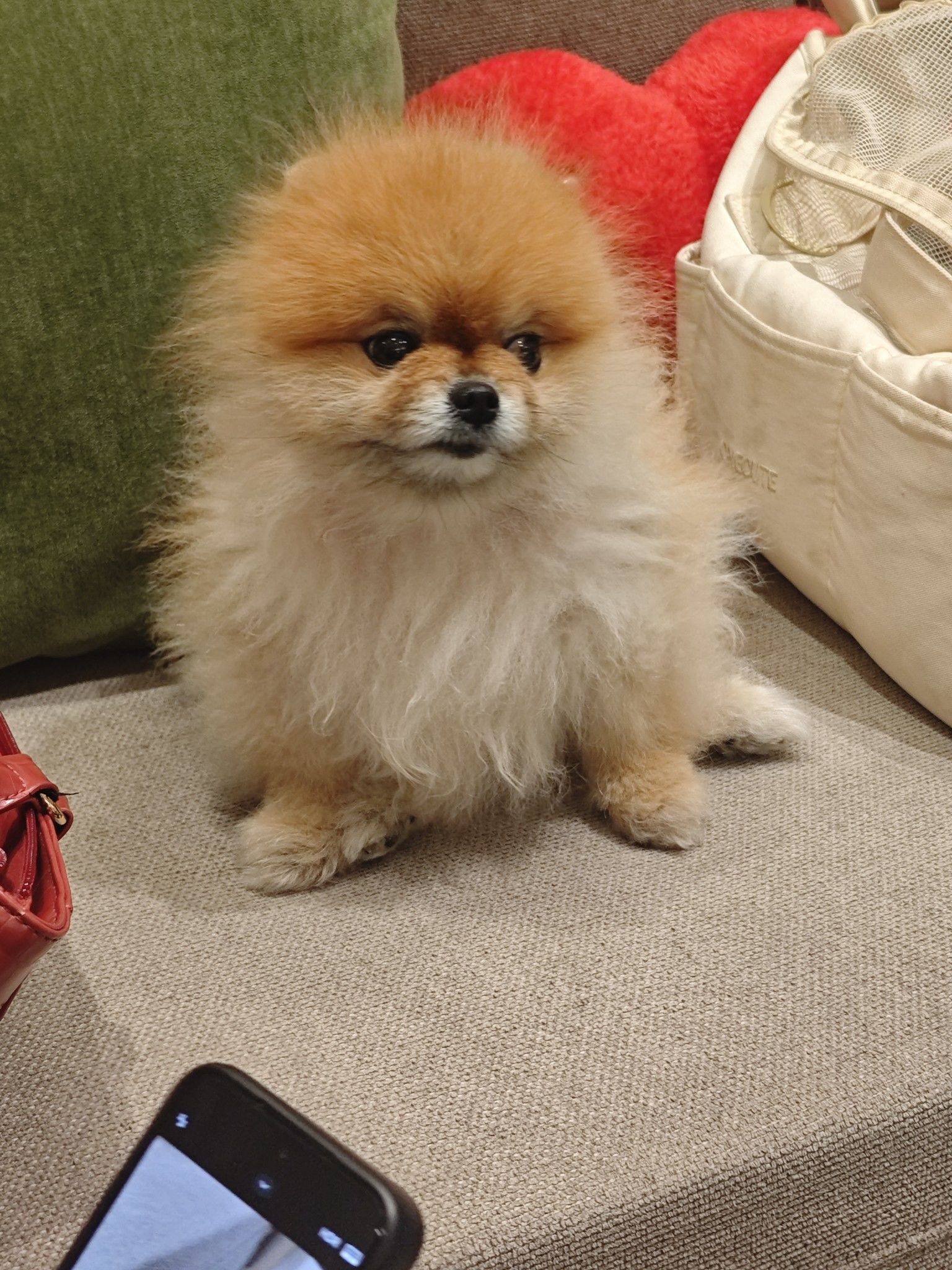 还可爱的小狗狗  